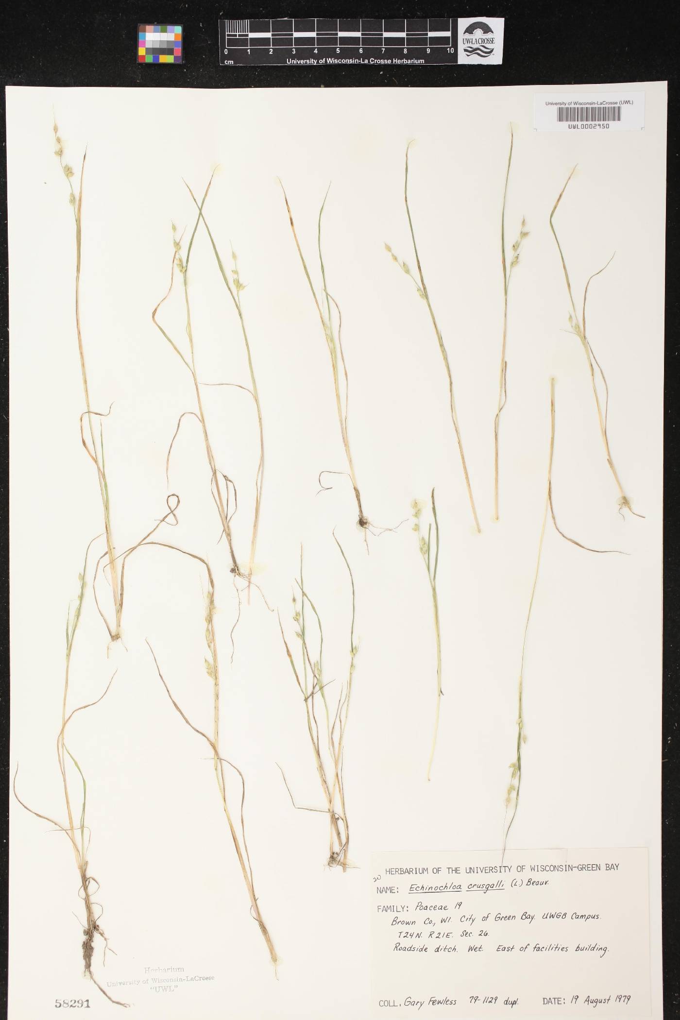 Echinochloa crus-galli image
