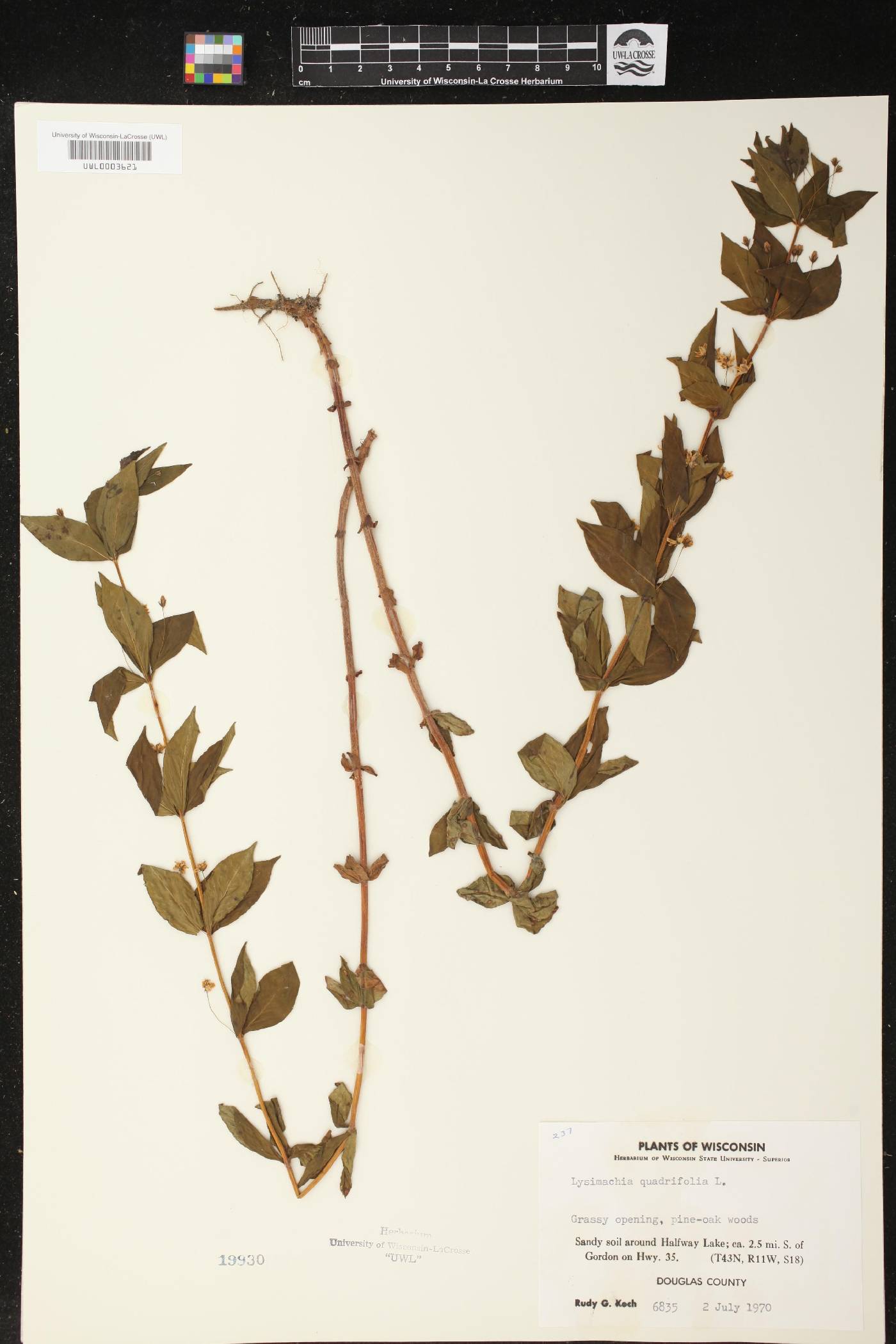 Lysimachia quadrifolia image