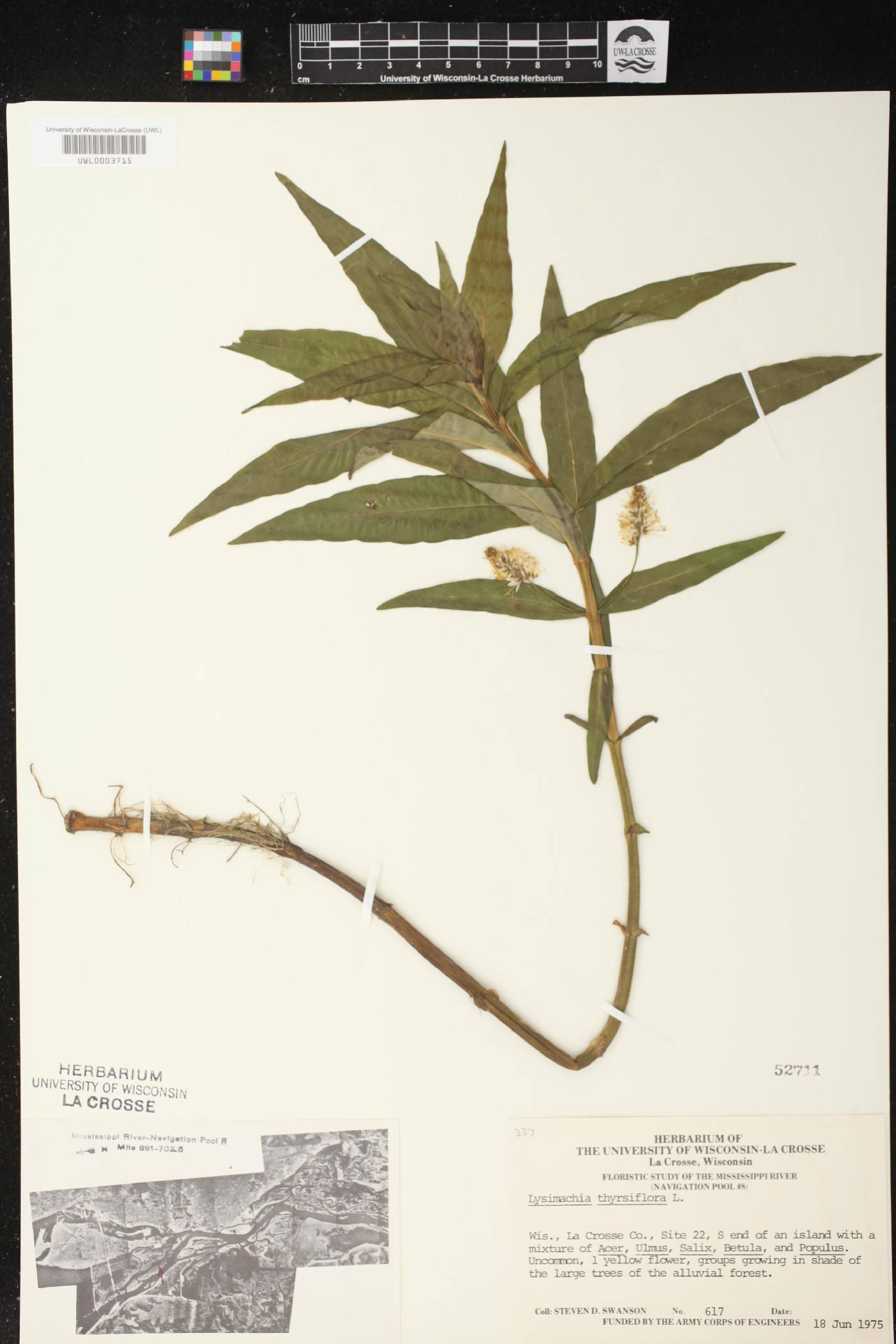 Lysimachia thyrsiflora image