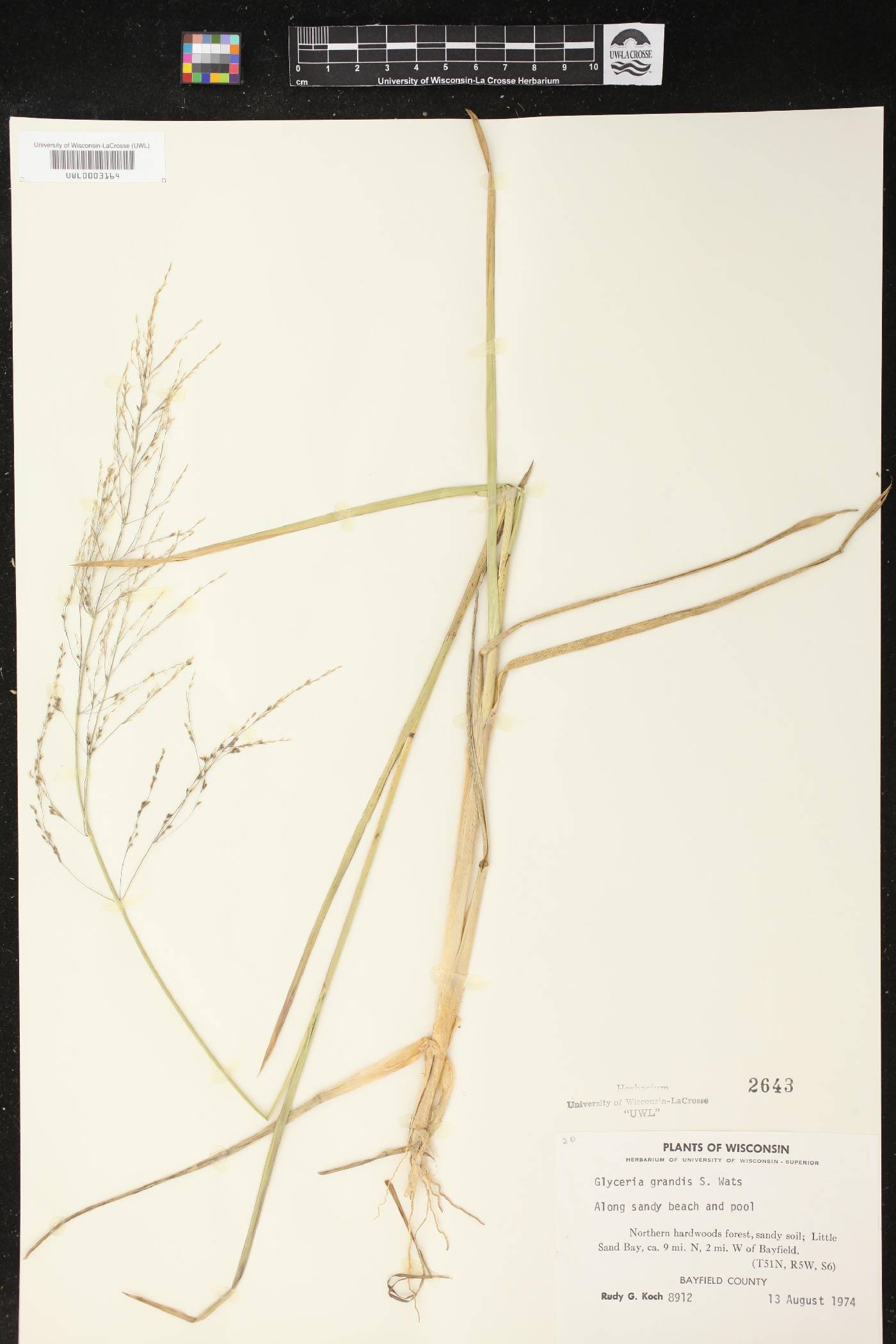 Glyceria grandis image
