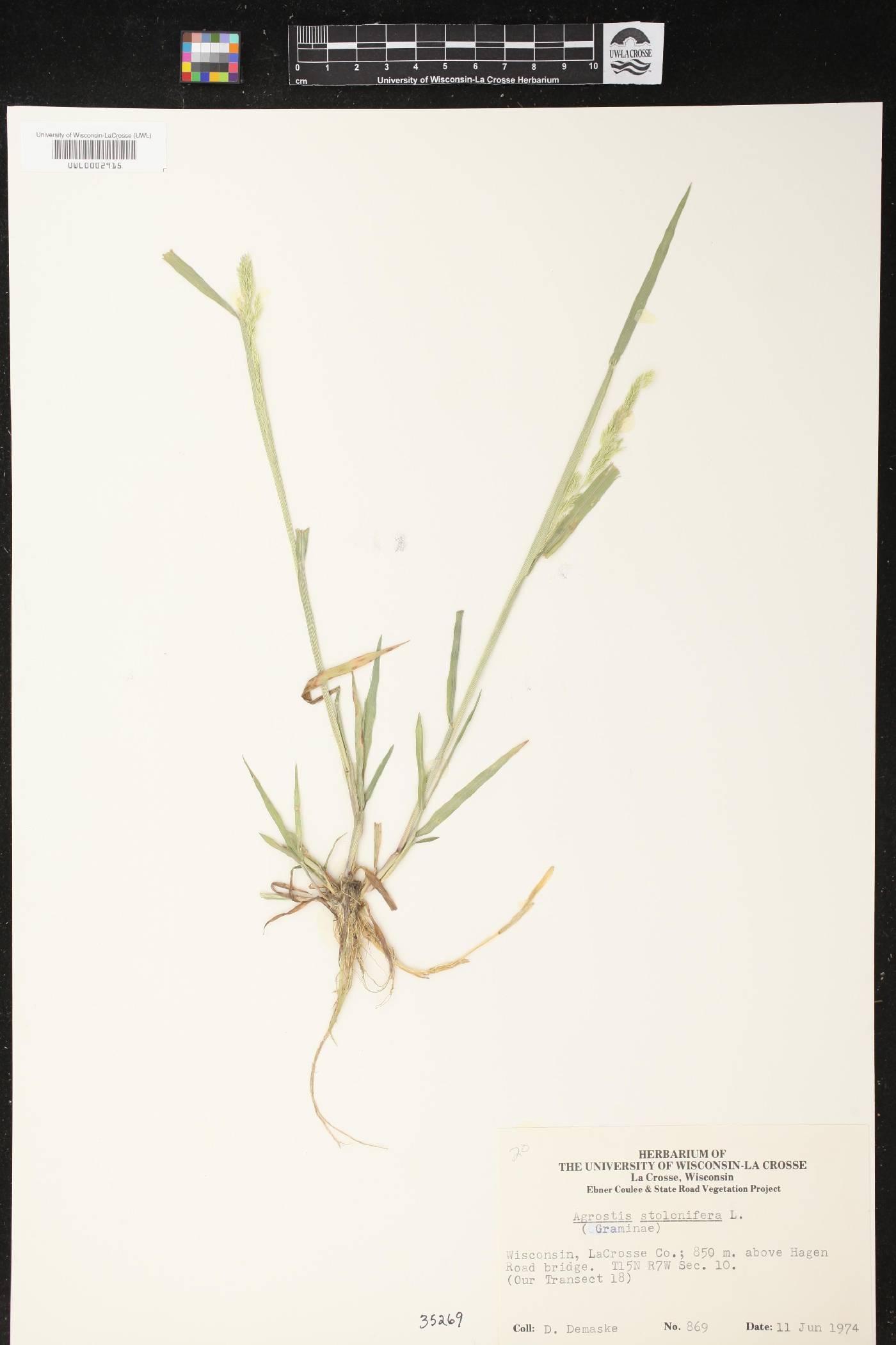Agrostis stolonifera image
