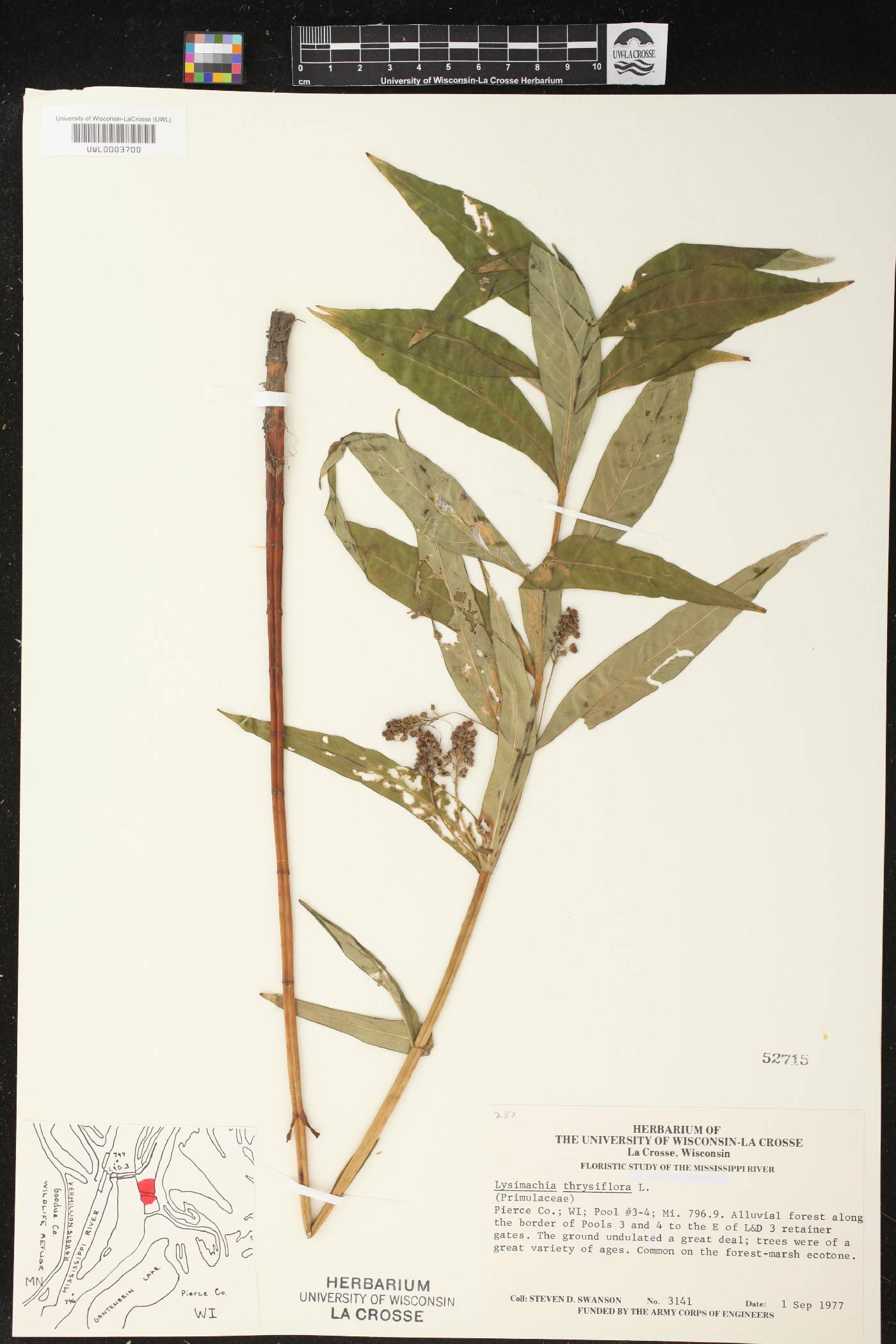 Lysimachia thyrsiflora image