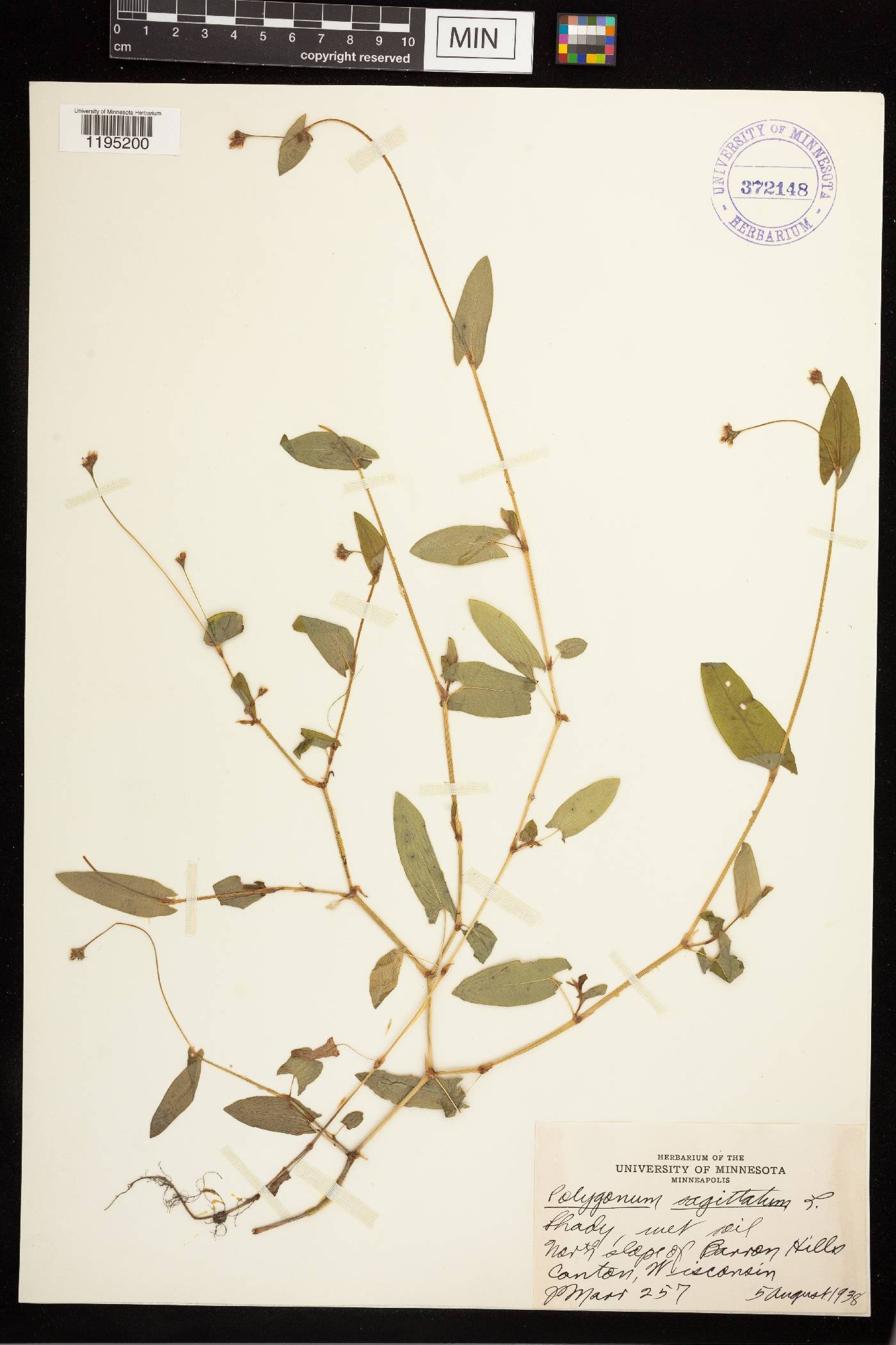 Persicaria sagittata image
