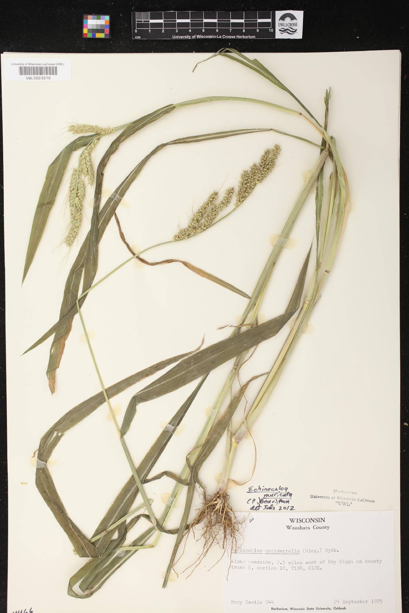 Echinochloa muricata image