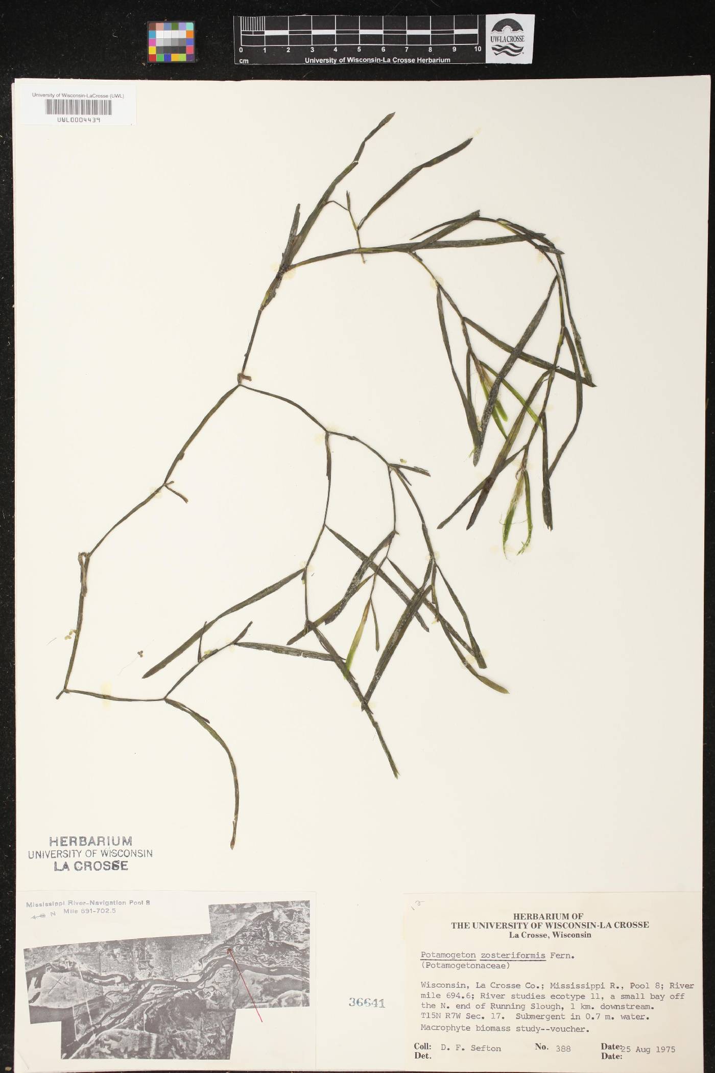 Potamogeton zosteriformis image
