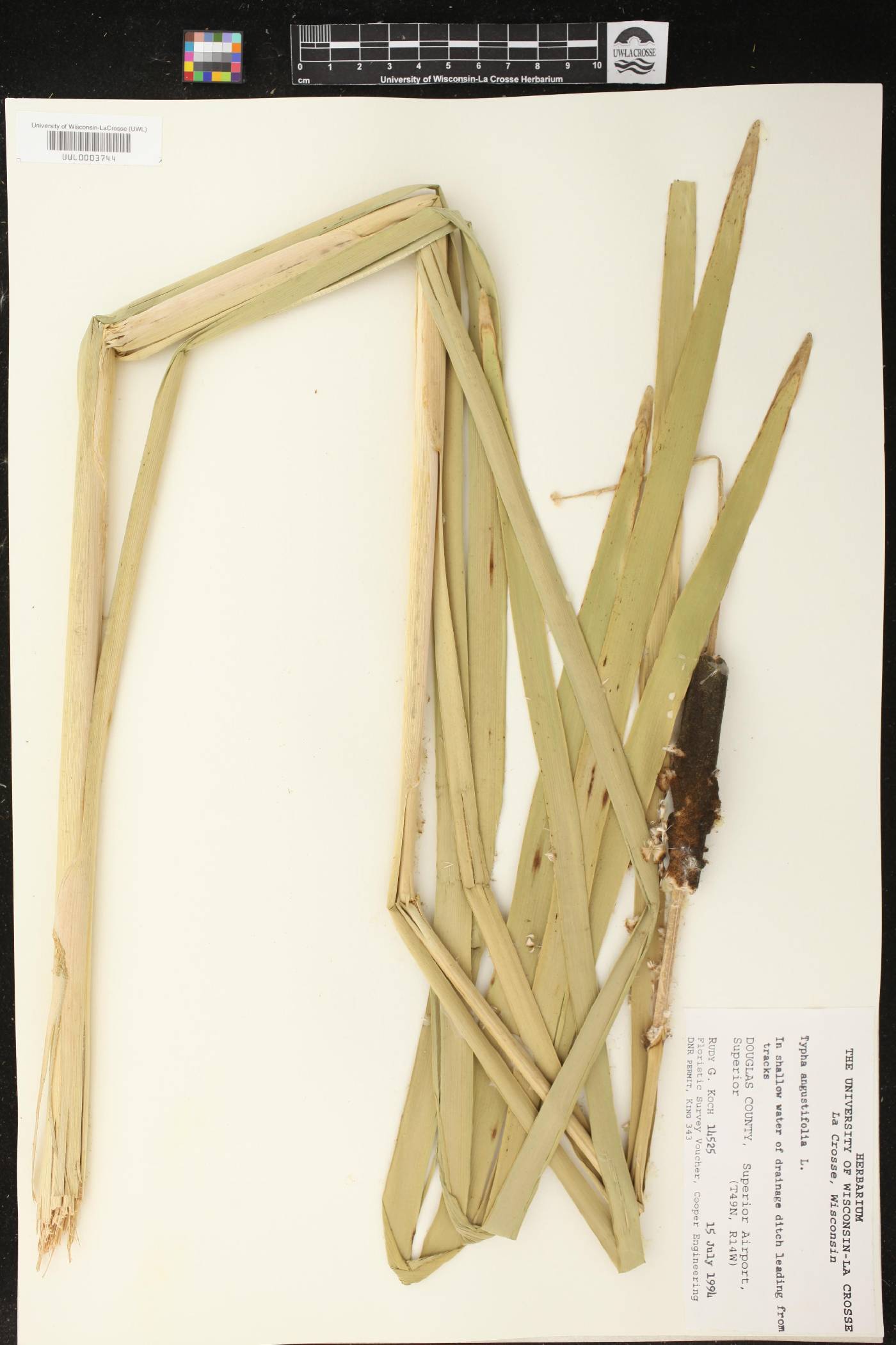 Typha angustifolia image