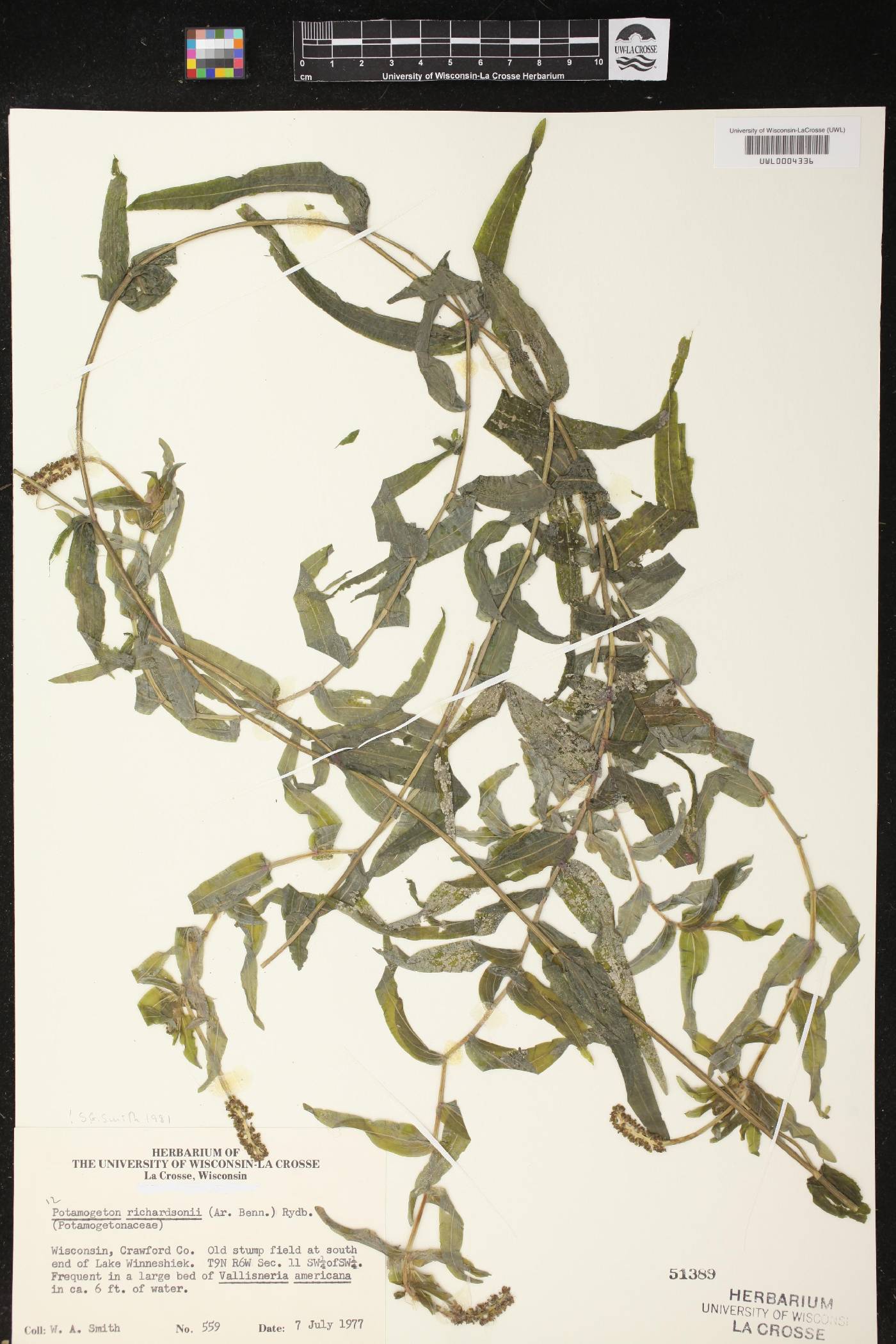 Potamogeton richardsonii image