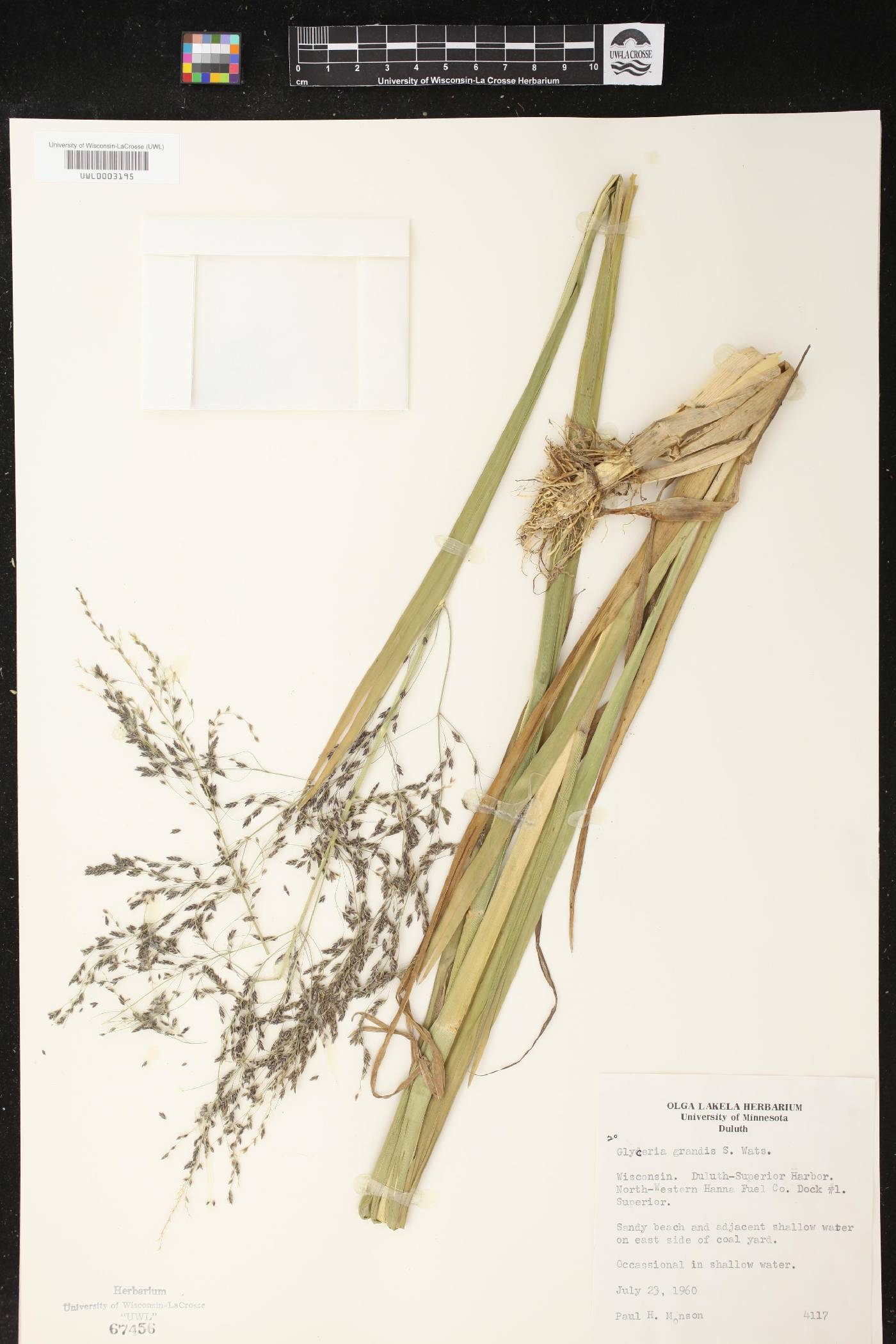 Glyceria grandis image