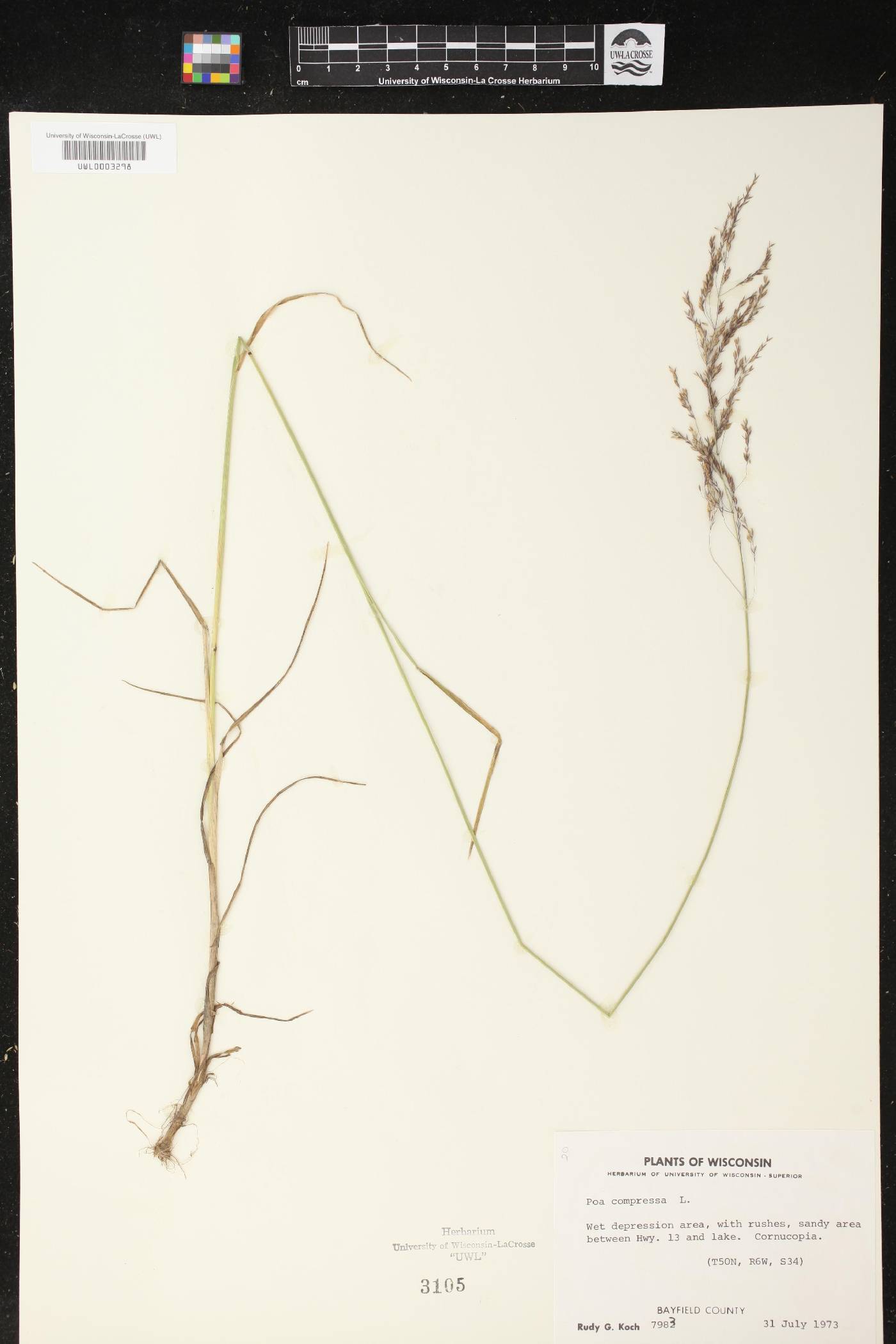 Poa compressa image