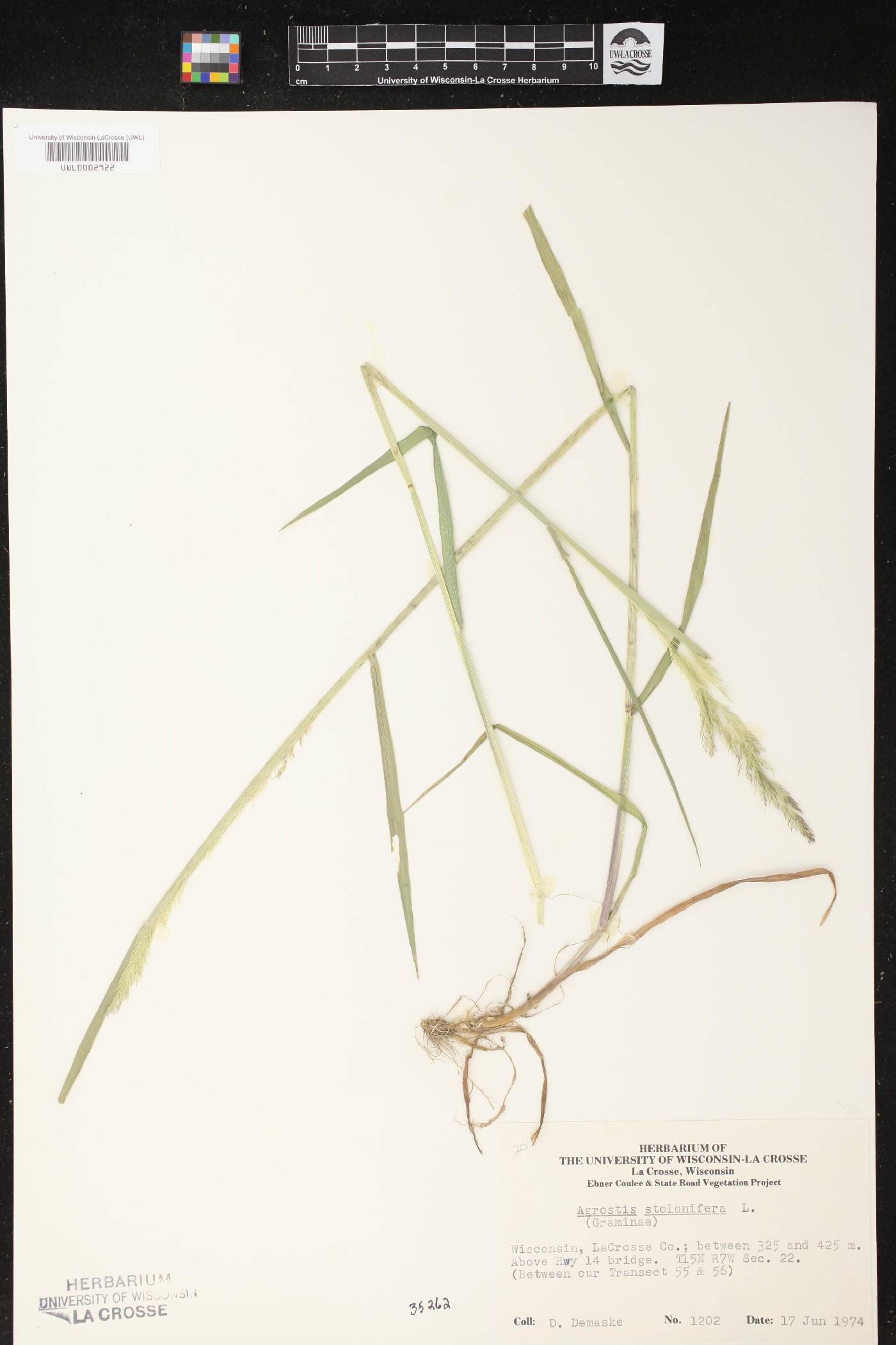 Agrostis stolonifera image