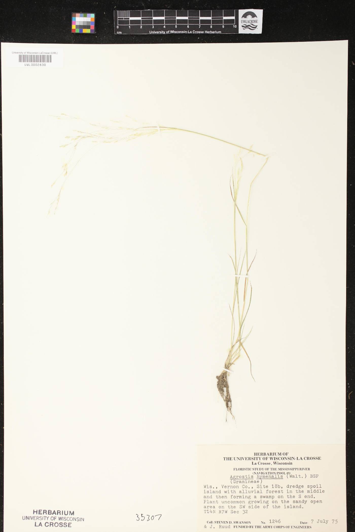 Agrostis hyemalis image