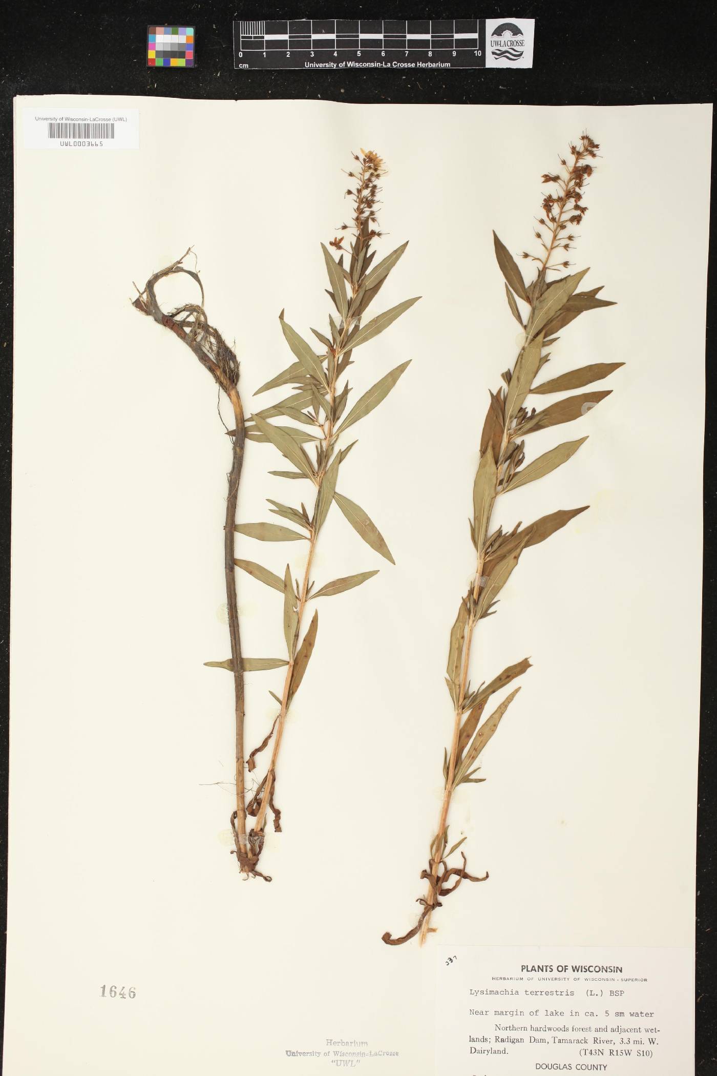 Lysimachia terrestris image