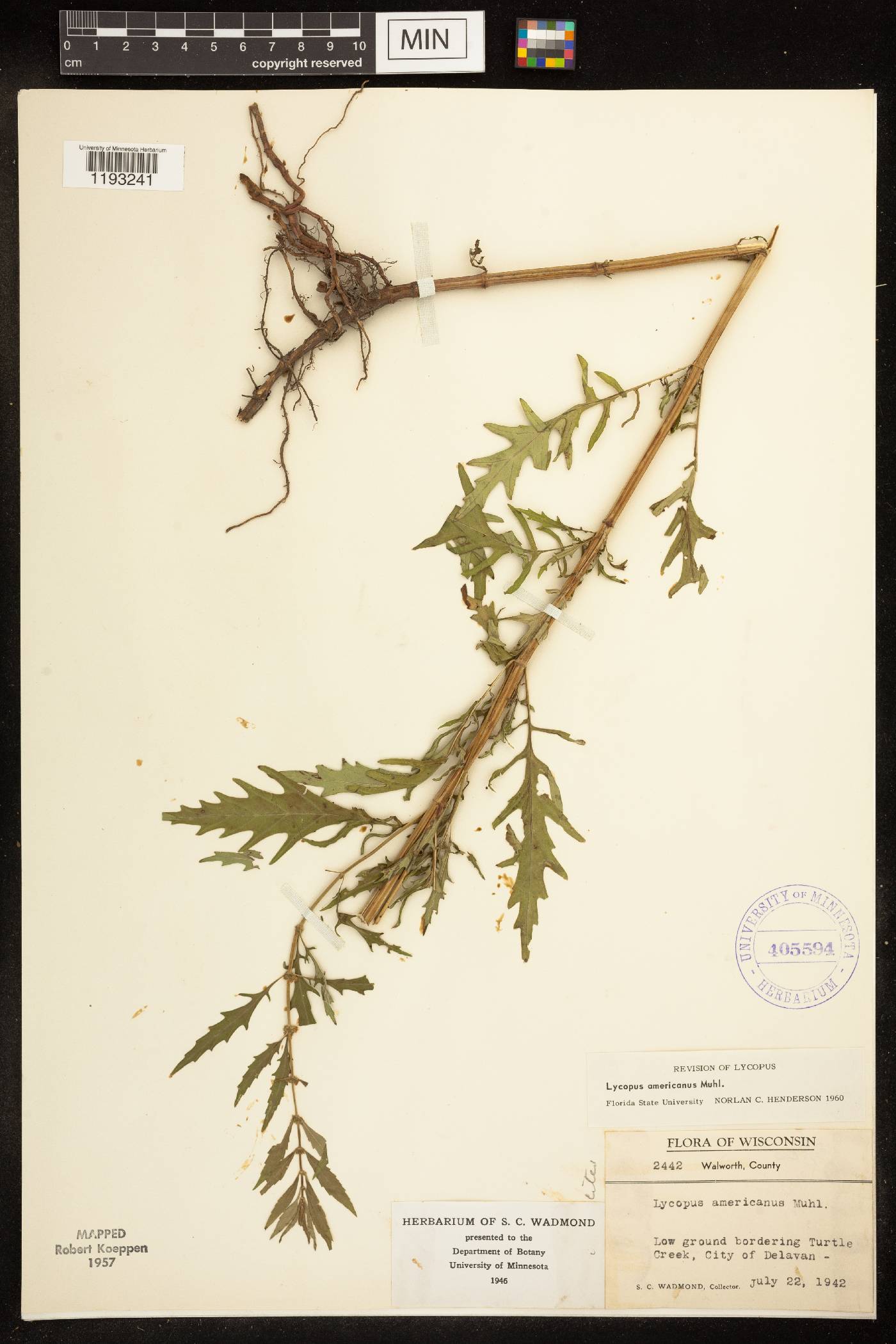 Lycopus americanus image