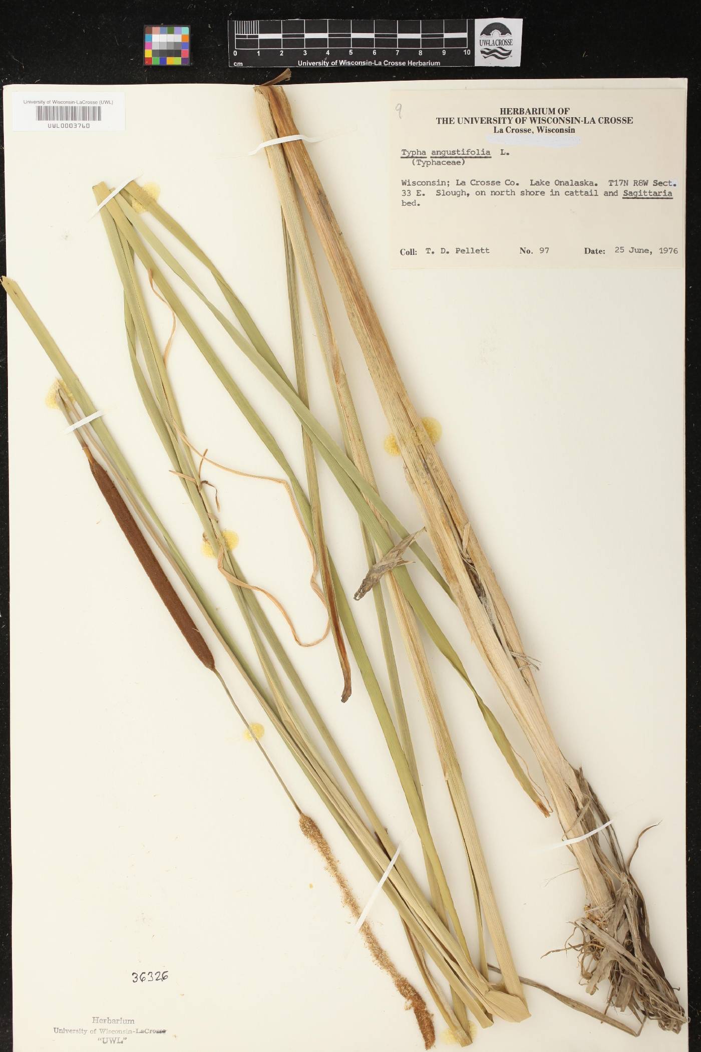 Typha angustifolia image
