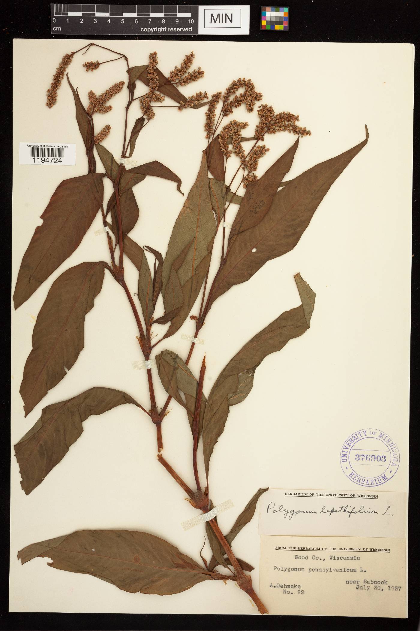 Persicaria lapathifolia image
