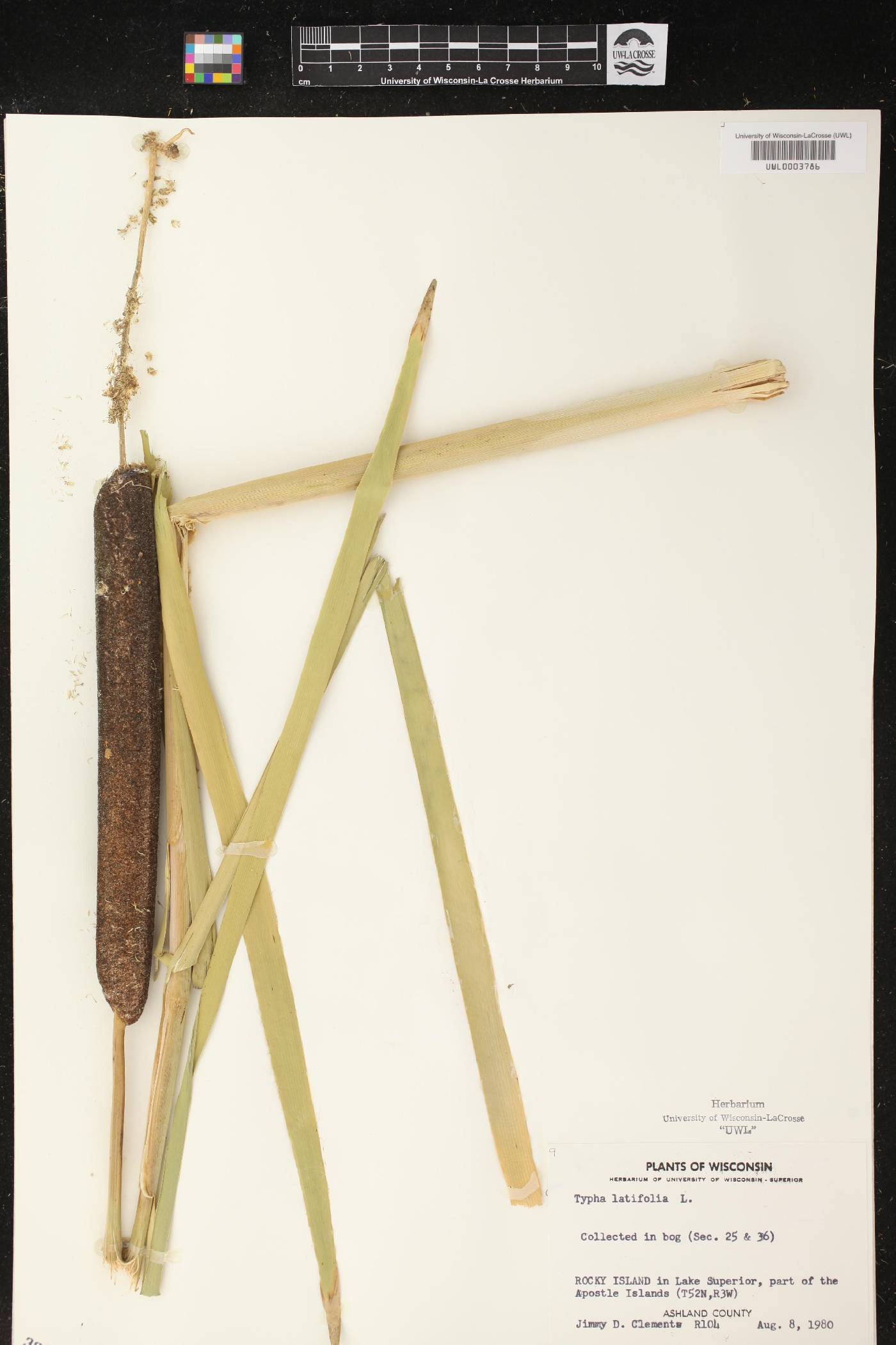 Typha latifolia image