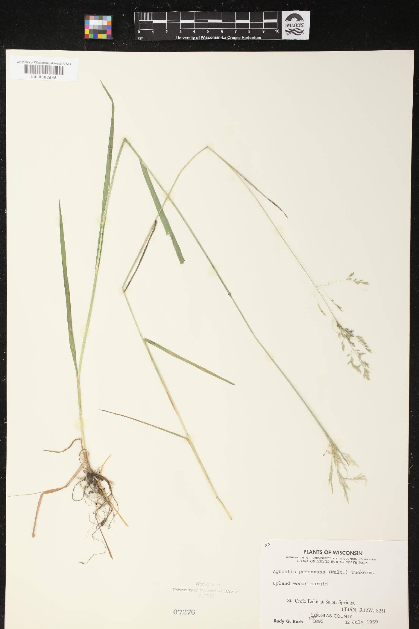 Agrostis perennans image