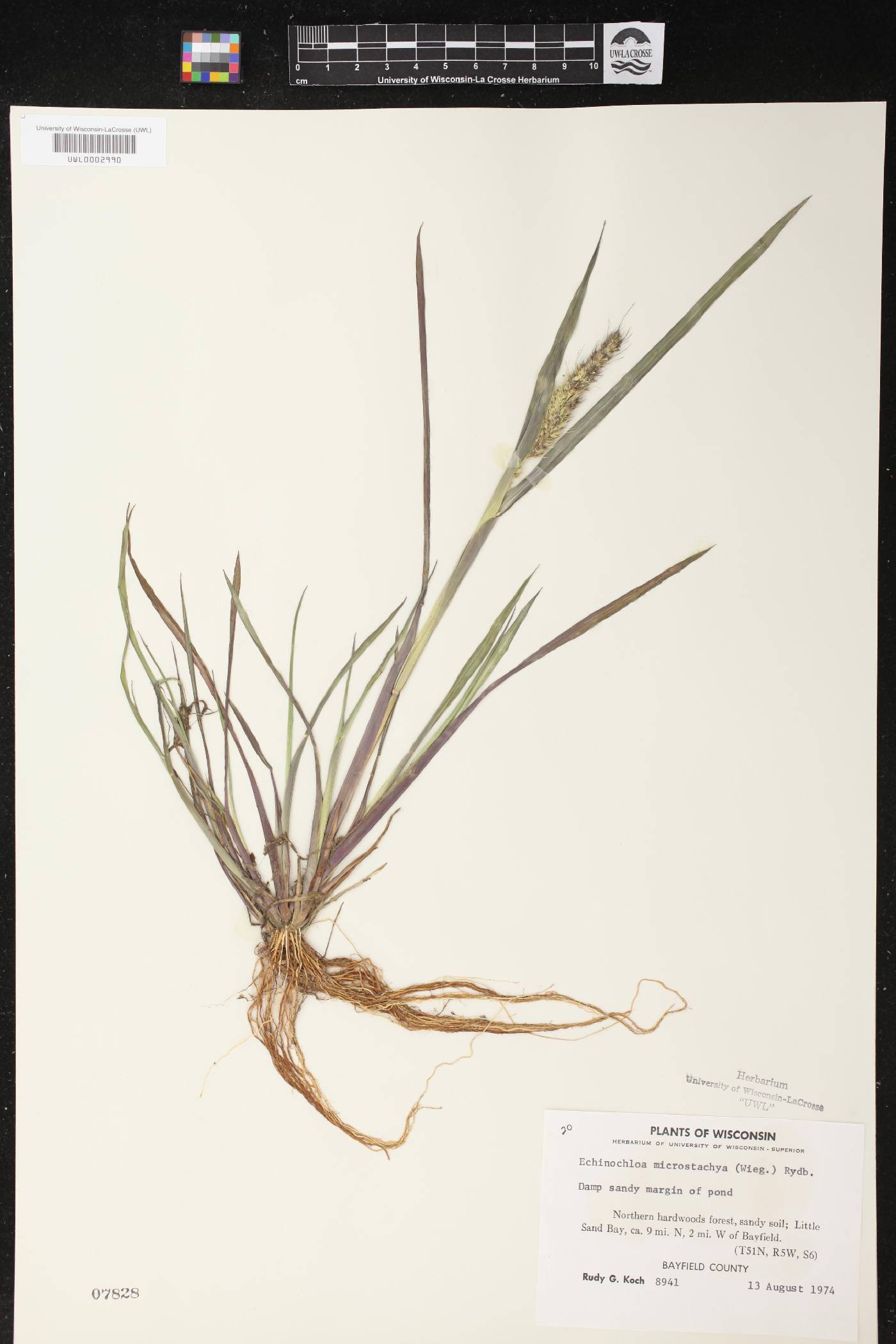 Echinochloa muricata var. microstachya image