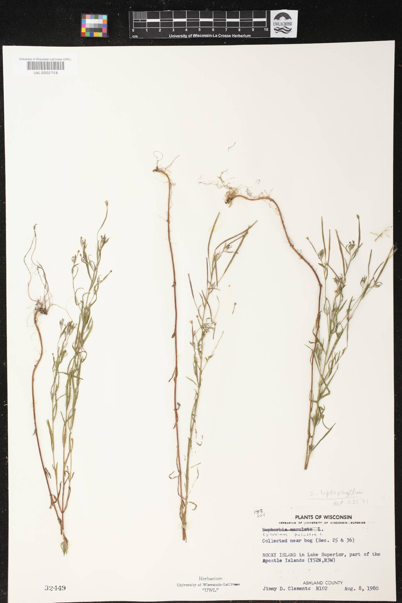 Epilobium leptophyllum image