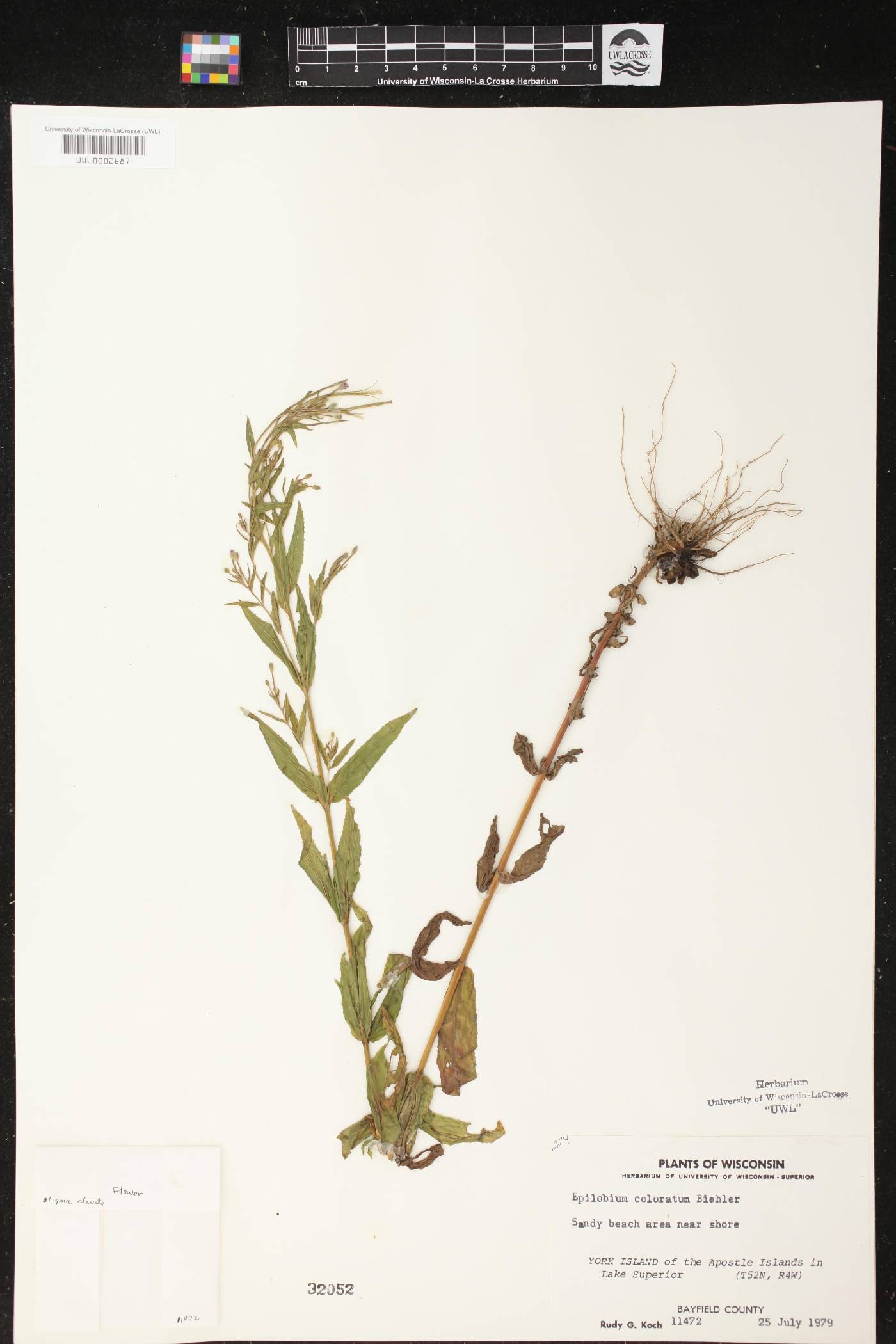 Epilobium coloratum image