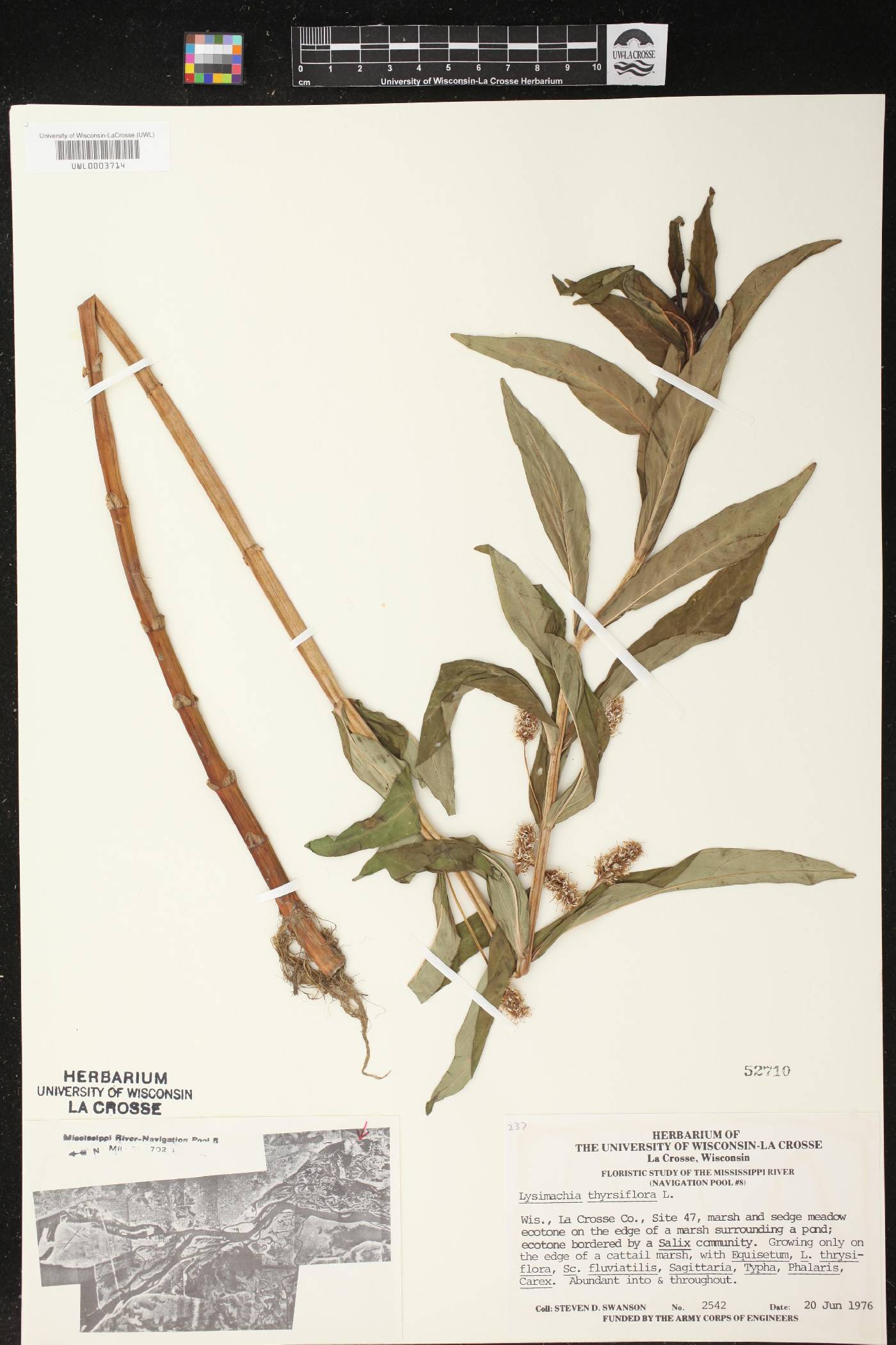 Lysimachia thyrsiflora image