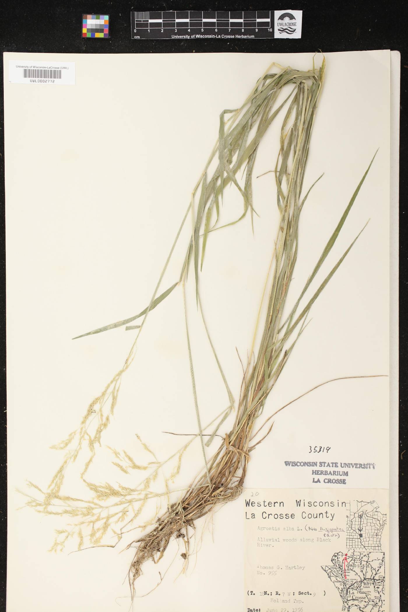 Agrostis gigantea image