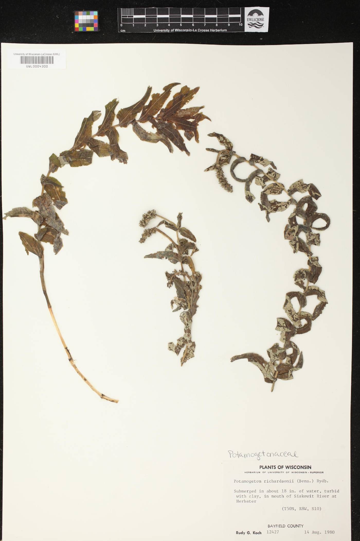 Potamogeton richardsonii image