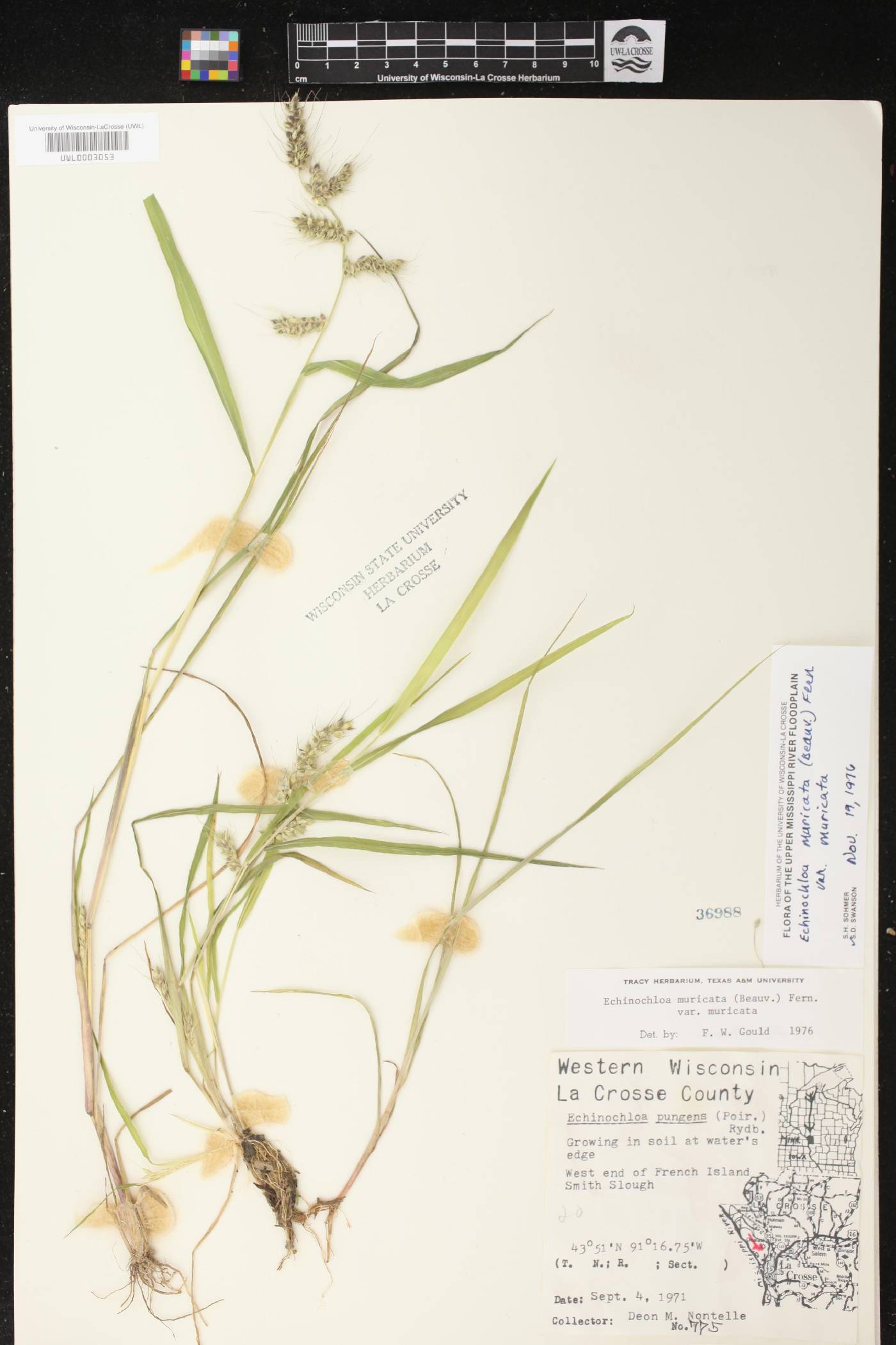 Echinochloa muricata var. muricata image
