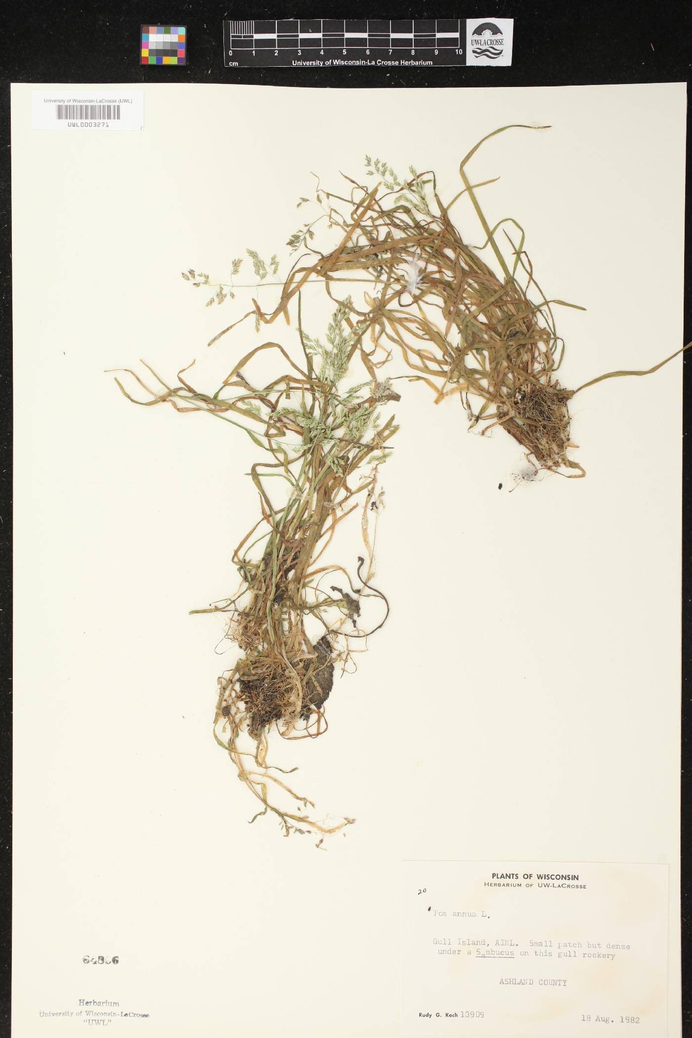 Poa annua image