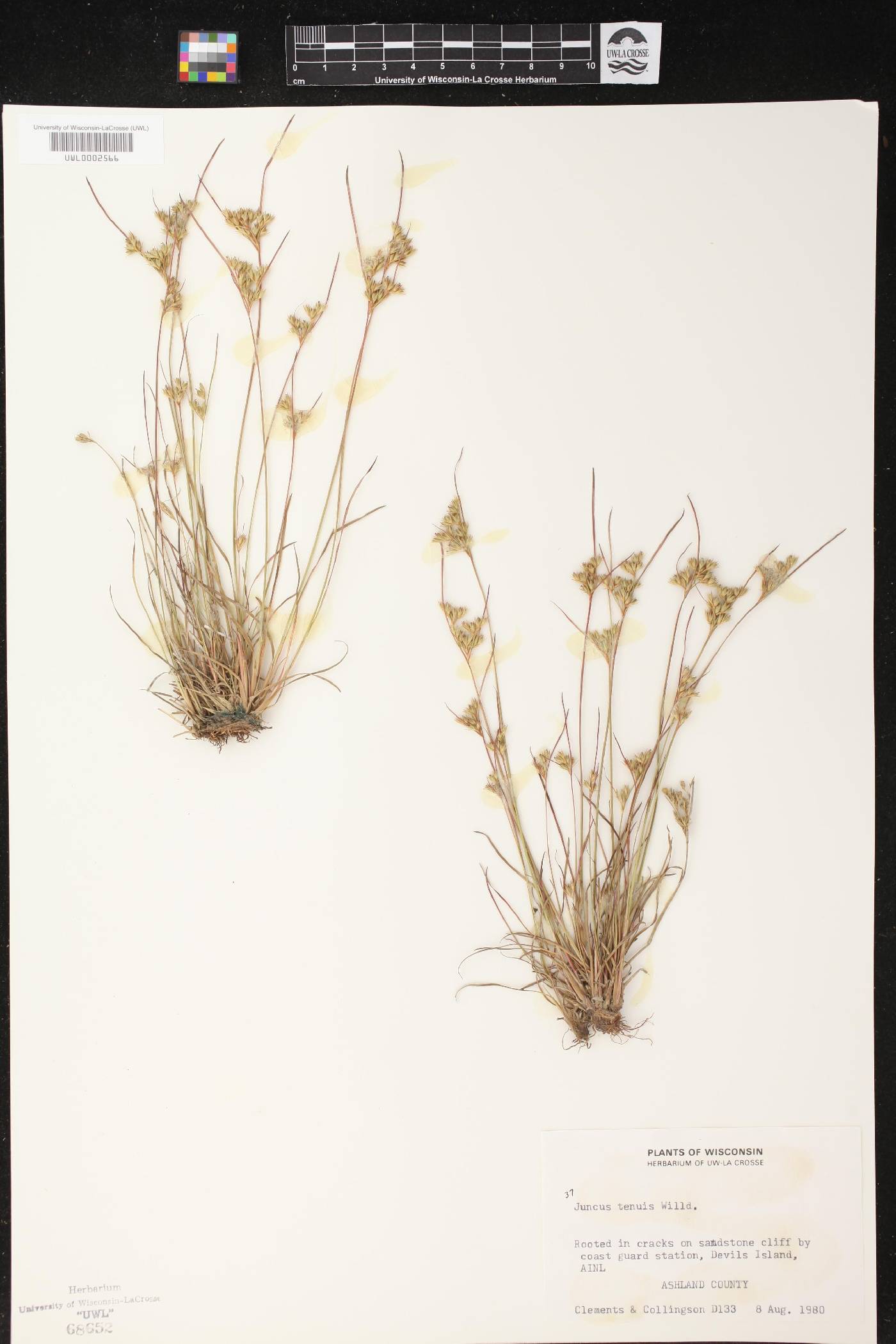 Juncus tenuis image