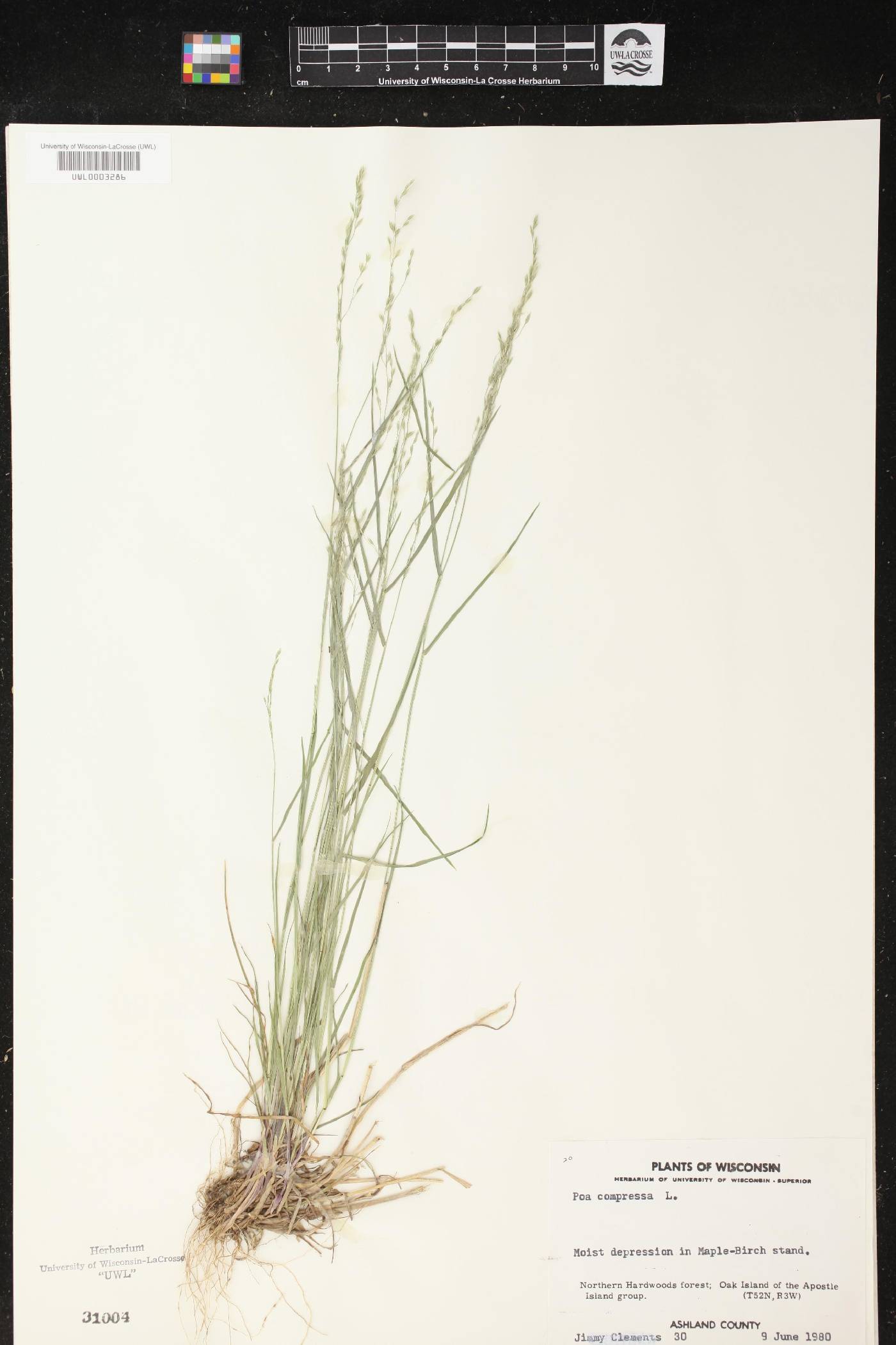 Poa compressa image