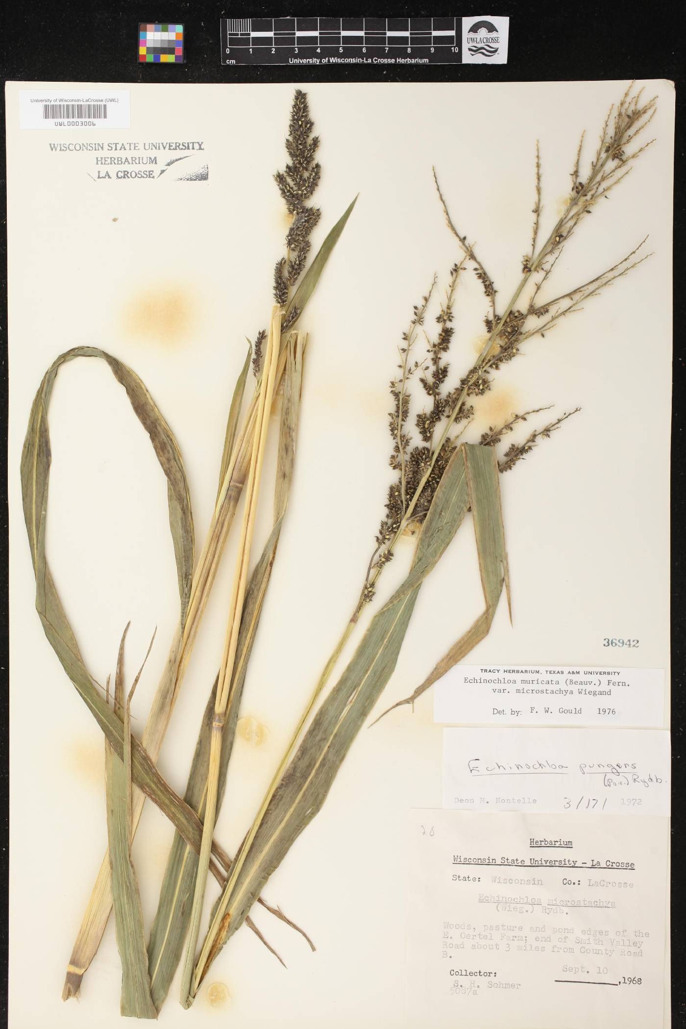 Echinochloa muricata var. microstachya image