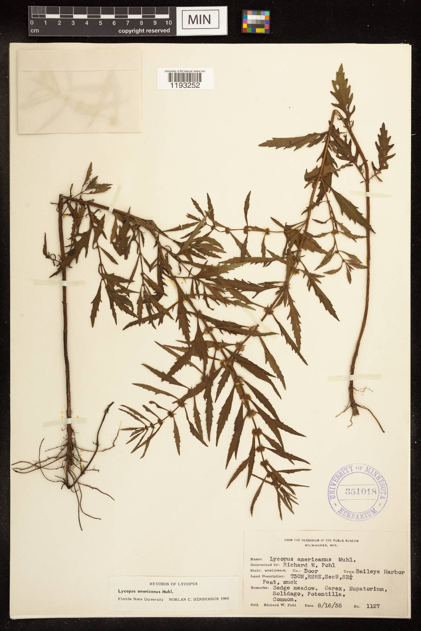 Lycopus americanus image