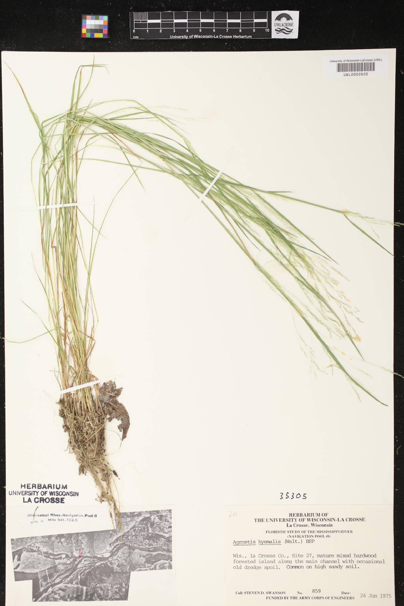 Agrostis hyemalis image