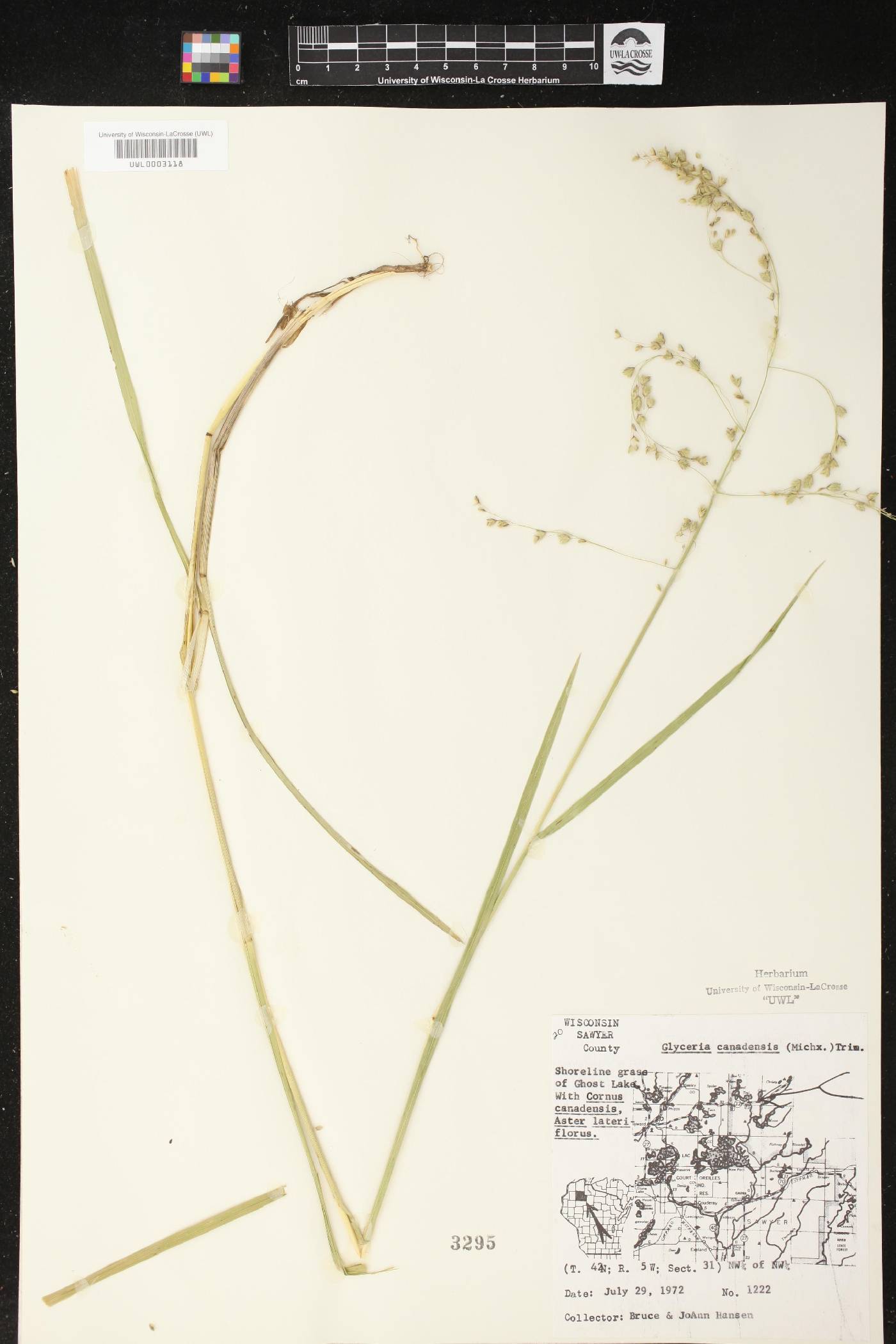 Glyceria canadensis image