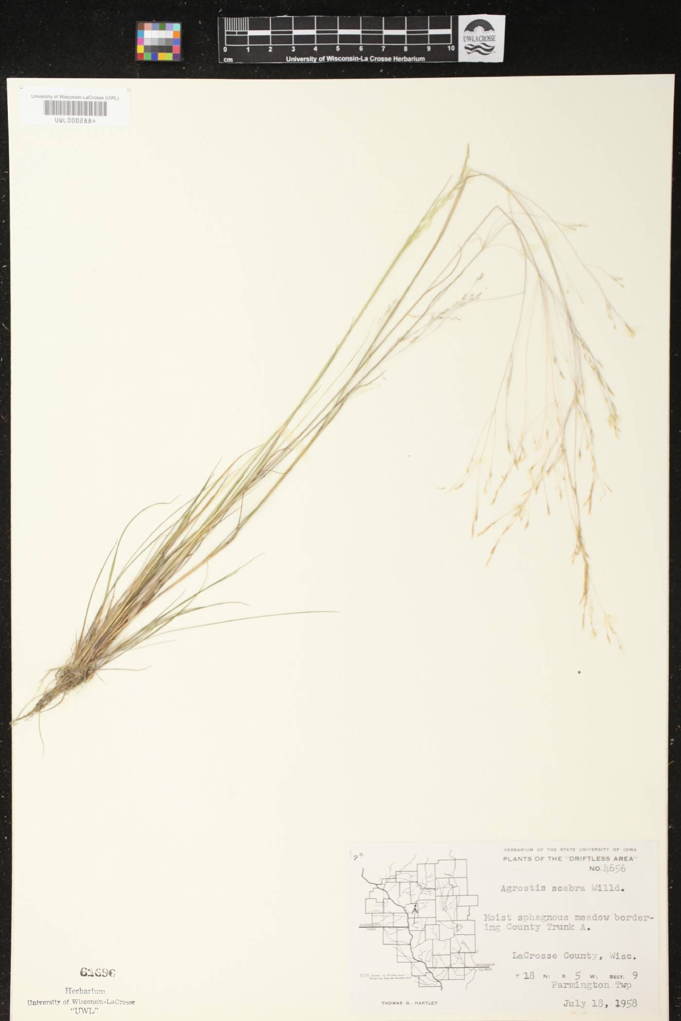 Agrostis scabra image
