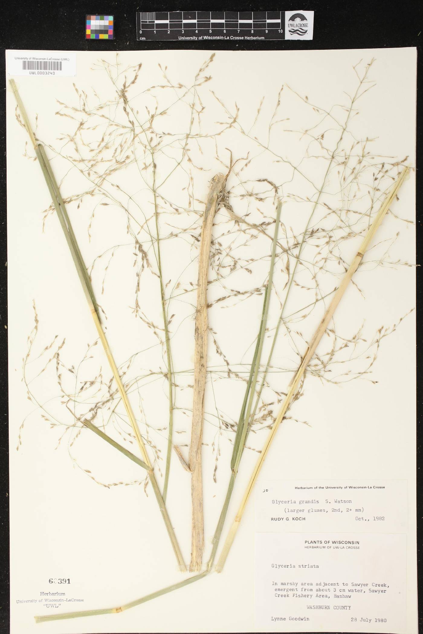 Glyceria grandis image