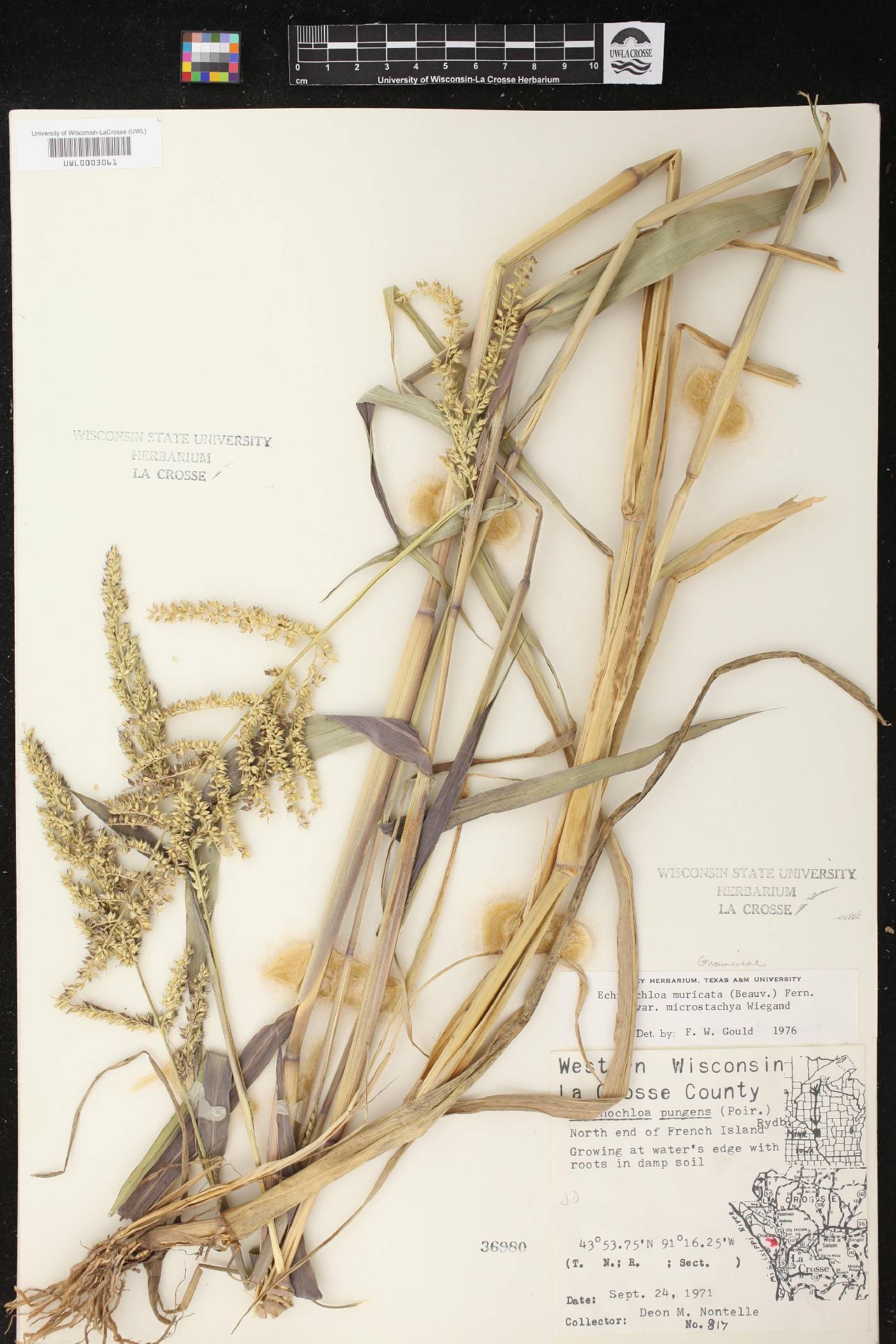 Echinochloa muricata var. microstachya image