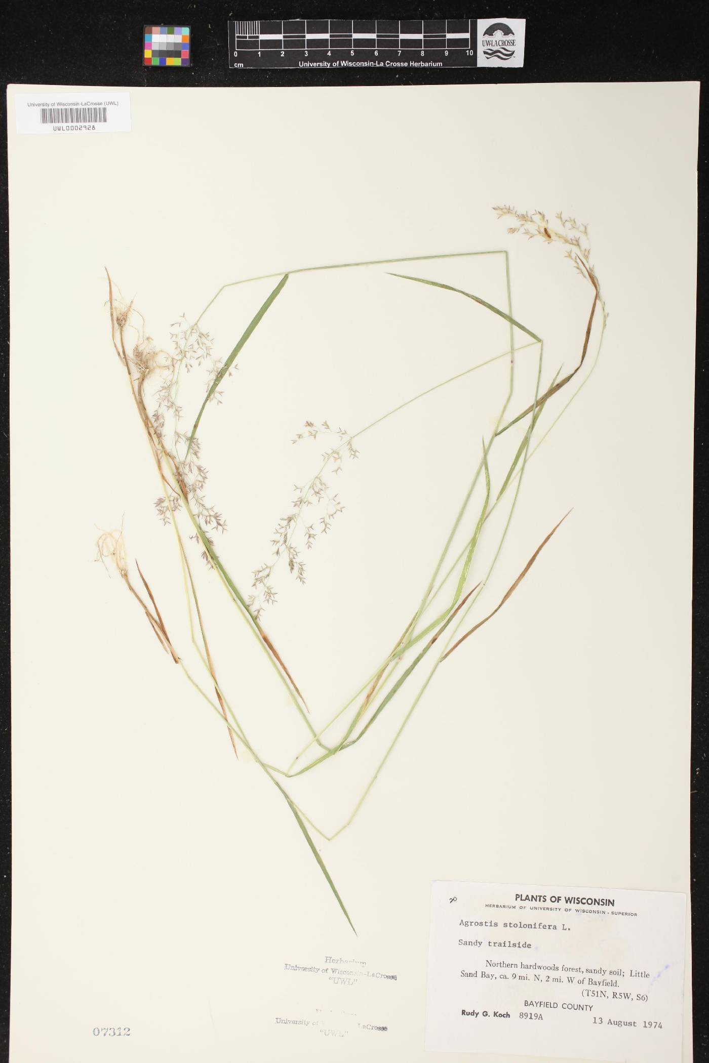 Agrostis stolonifera image