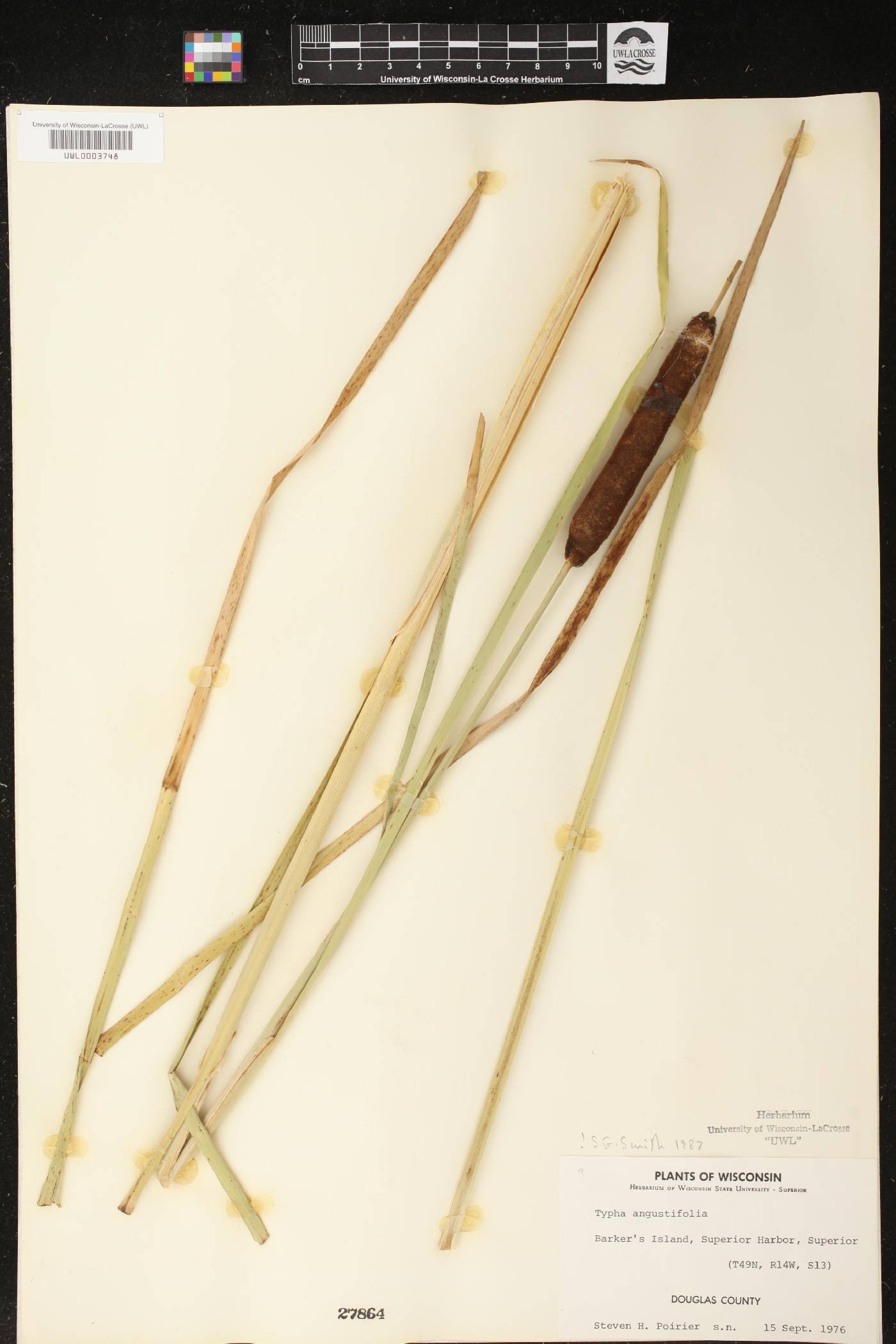 Typha angustifolia image