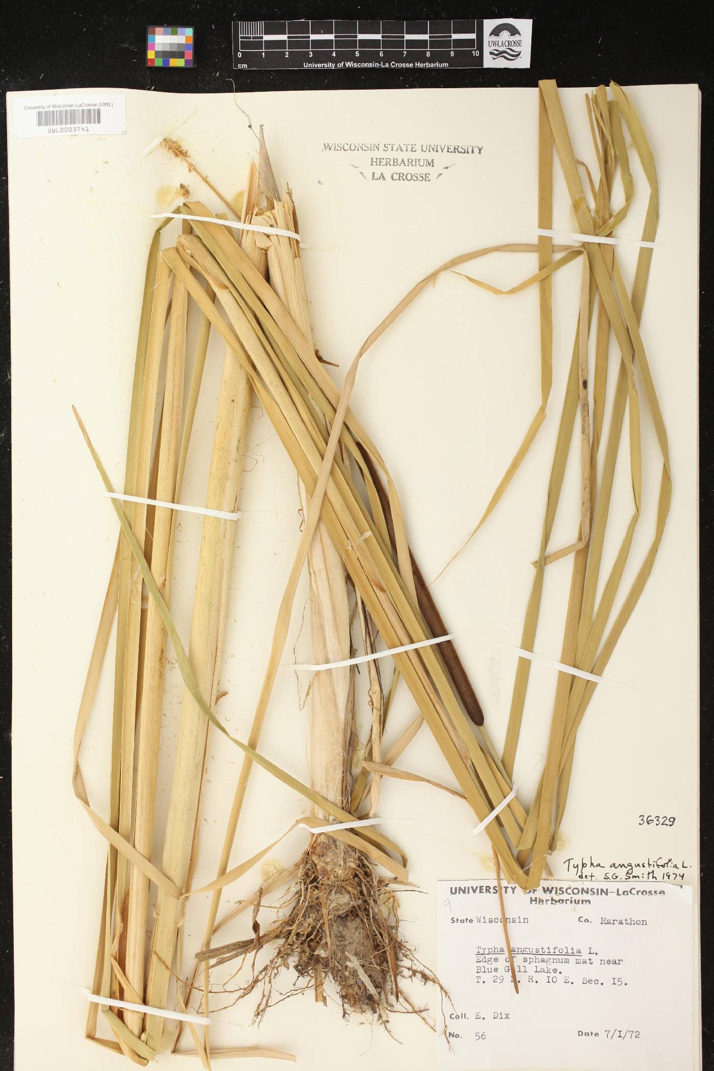 Typha angustifolia image