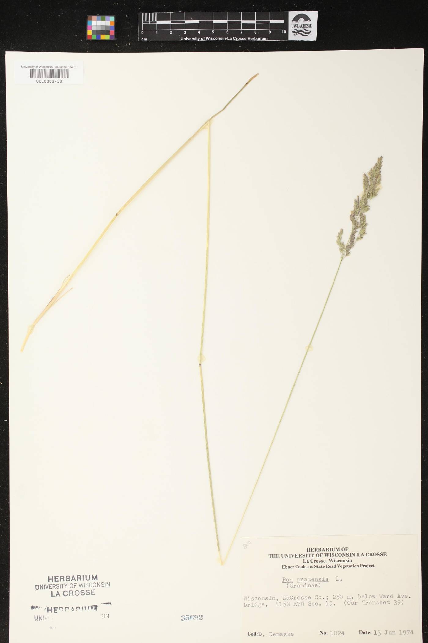 Poa pratensis image