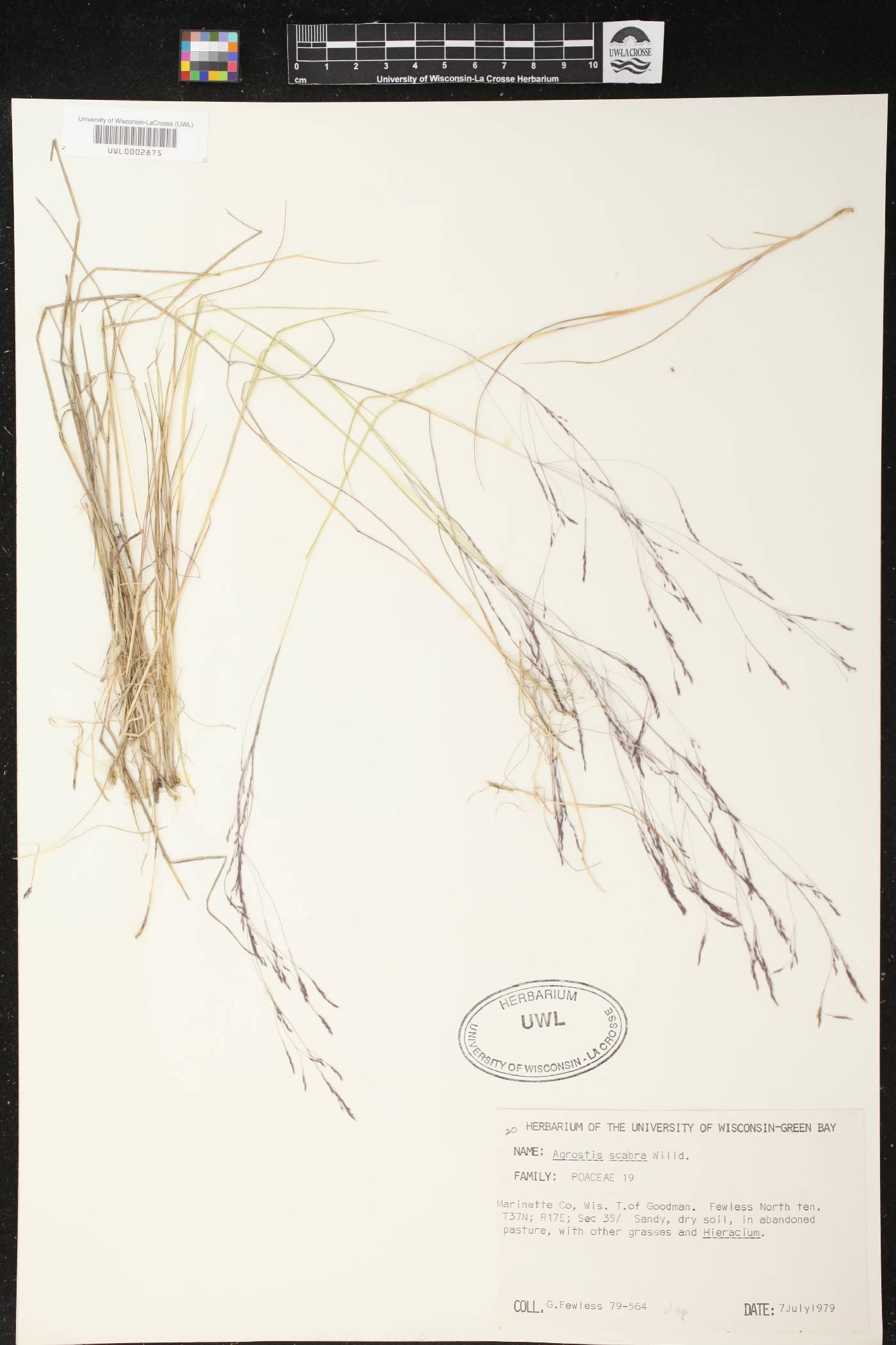 Agrostis scabra image