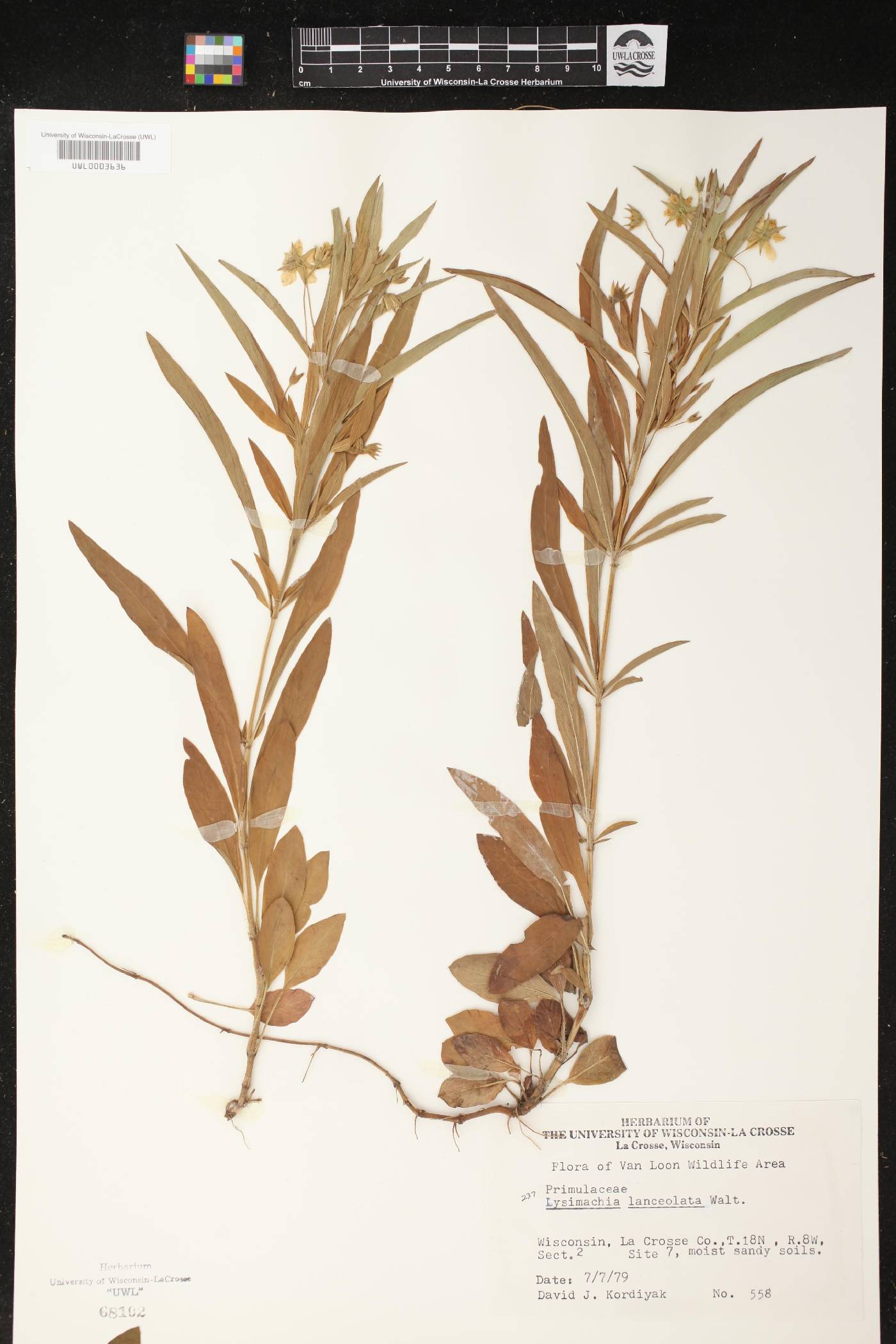 Lysimachia quadrifolia image