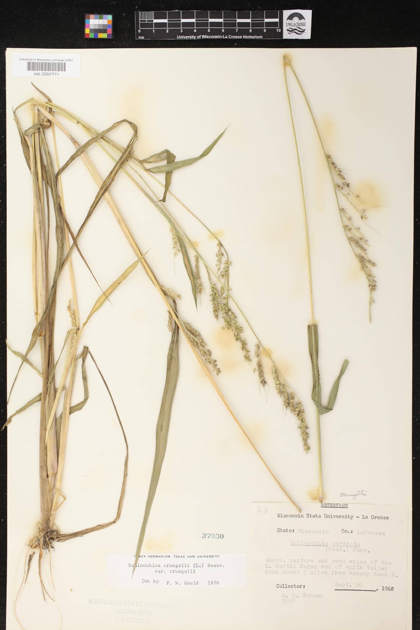 Echinochloa crus-galli image