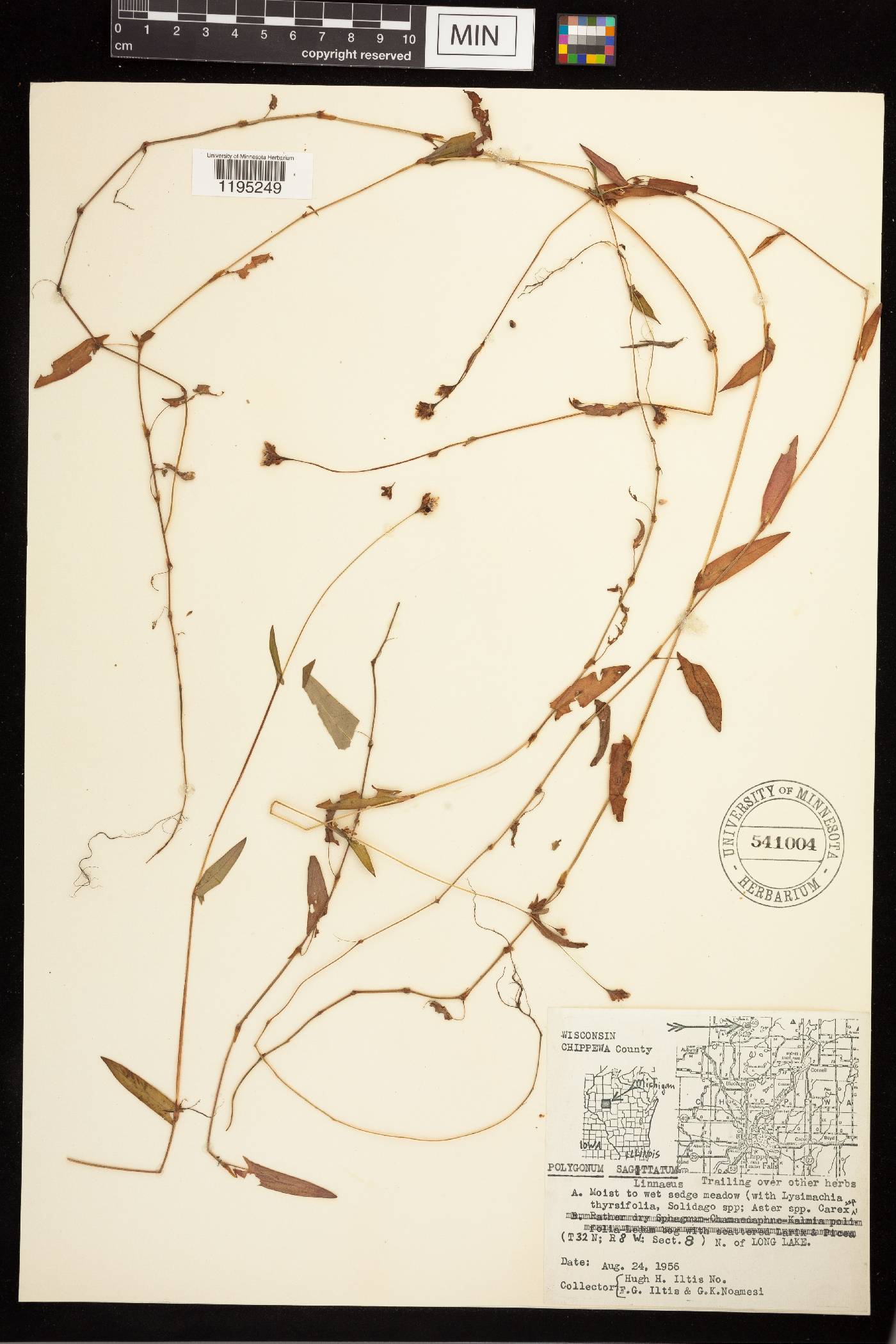 Persicaria sagittata image