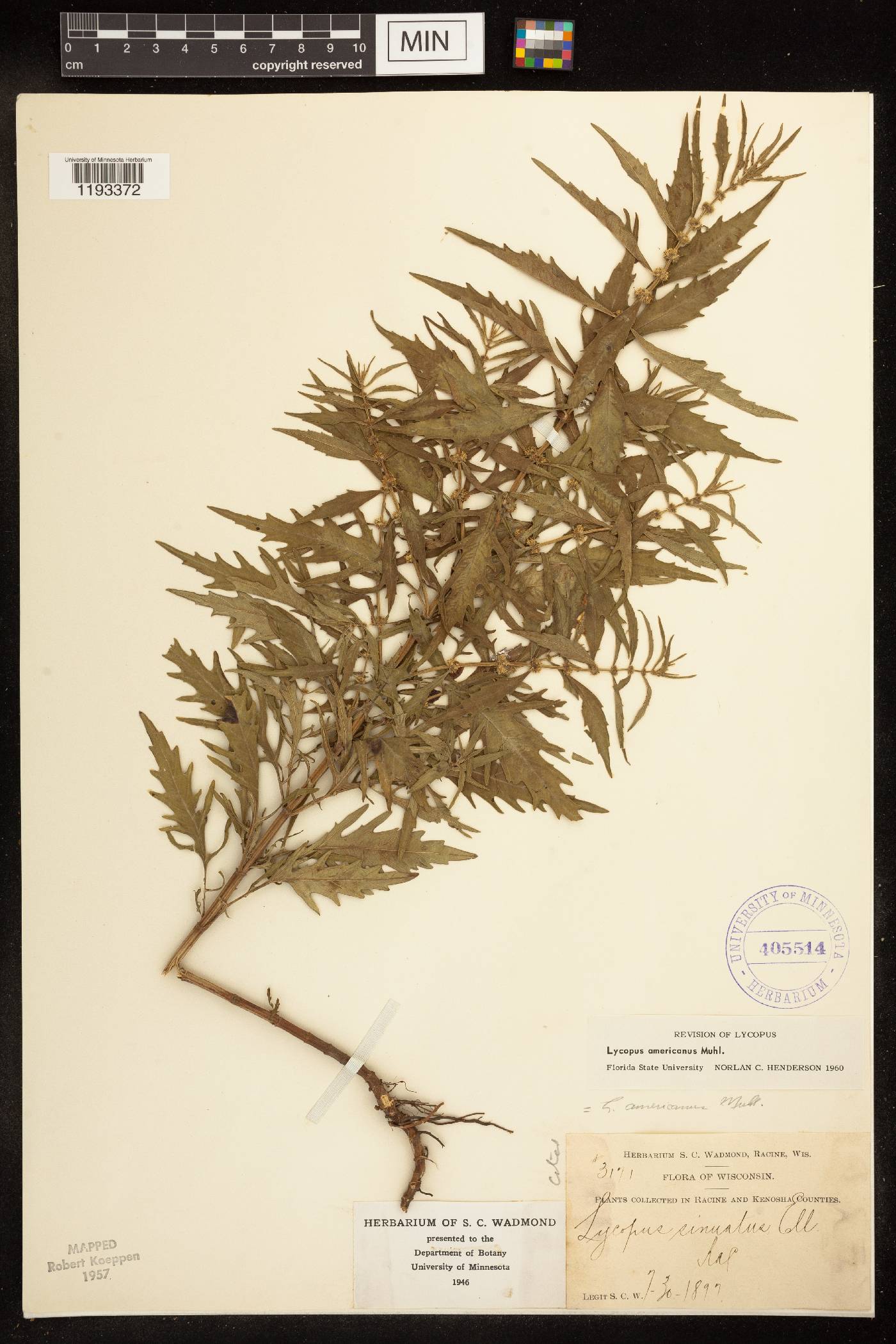 Lycopus americanus image