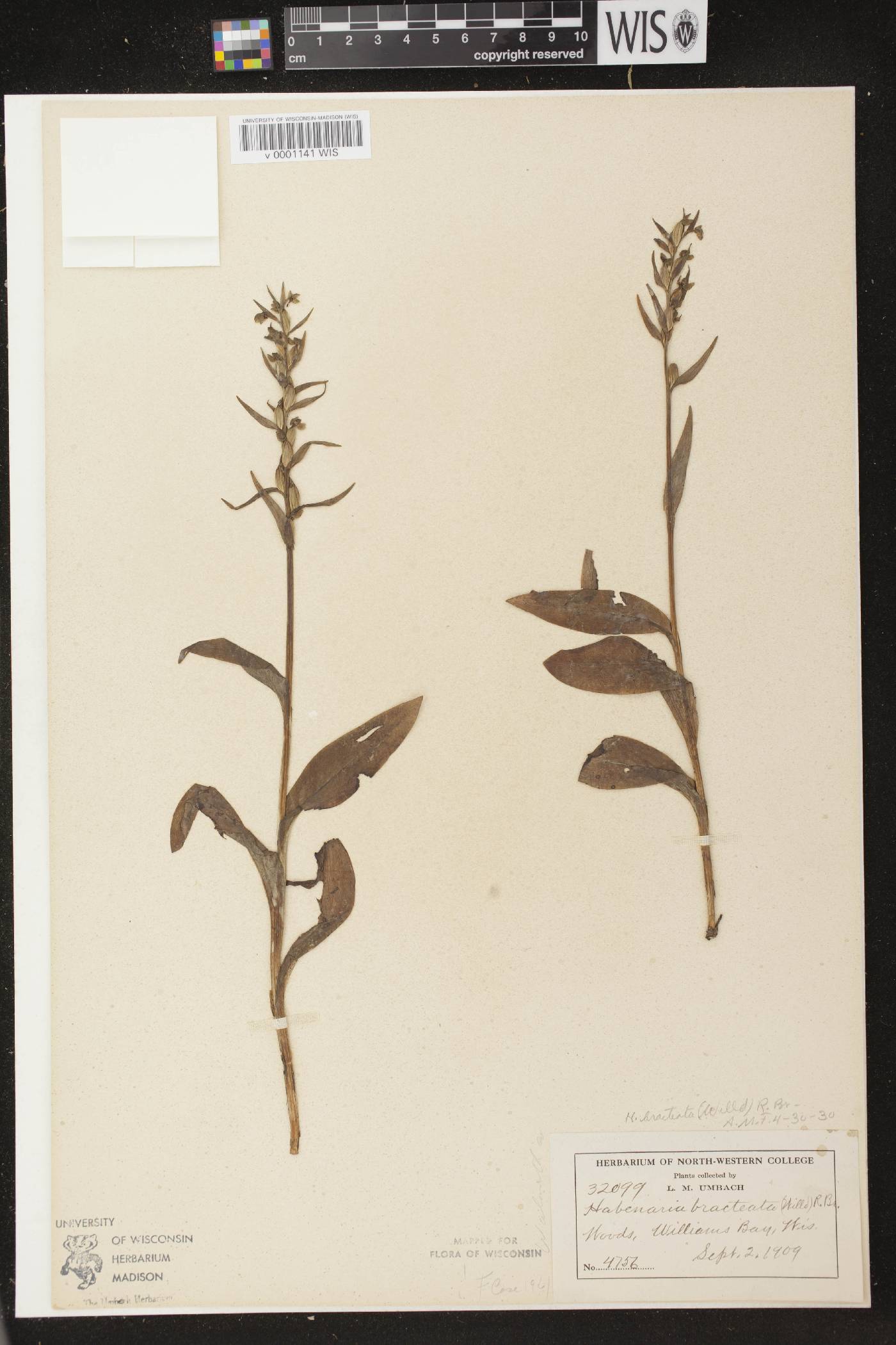Coeloglossum viride var. virescens image