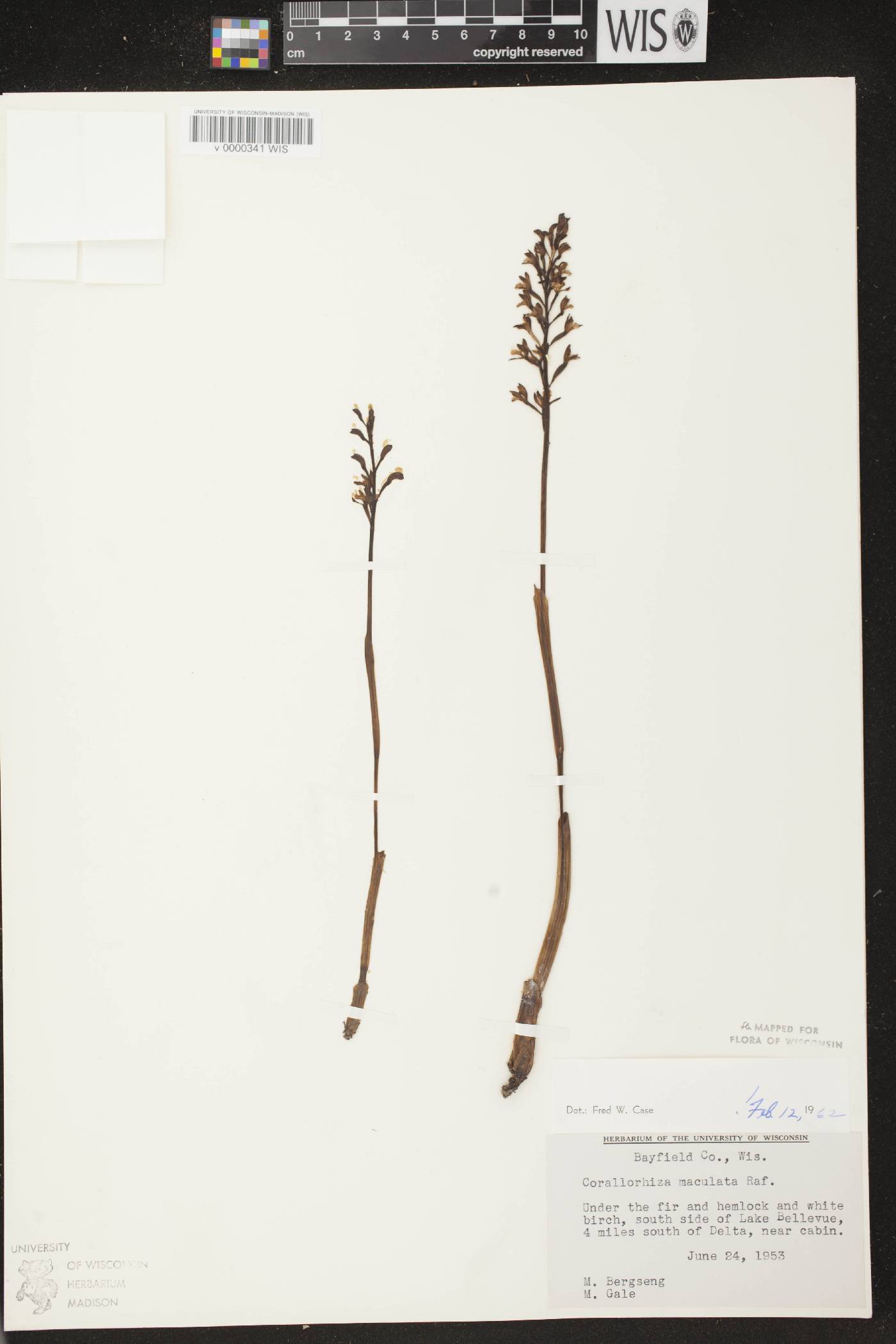 Corallorhiza maculata image