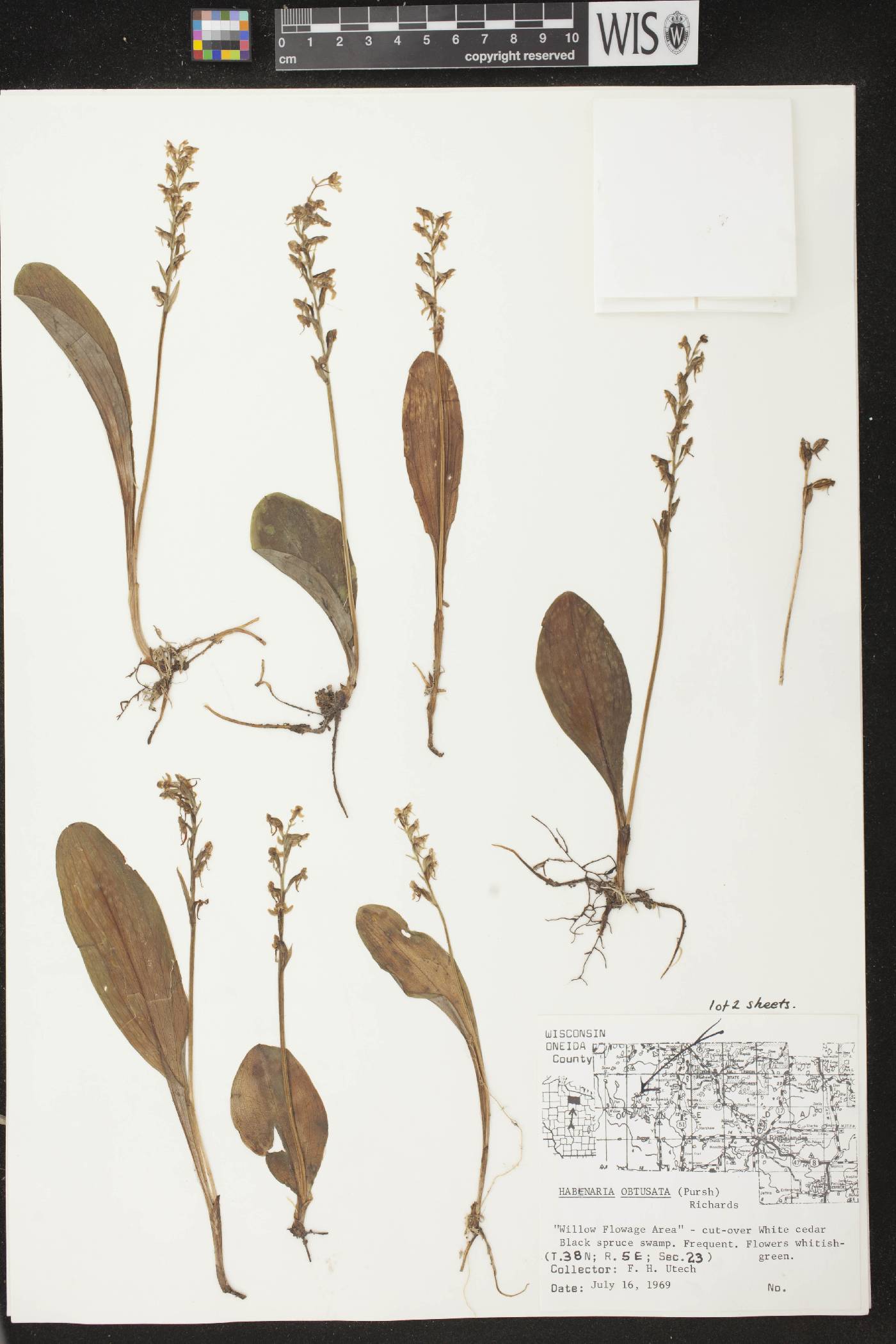 Platanthera obtusata image